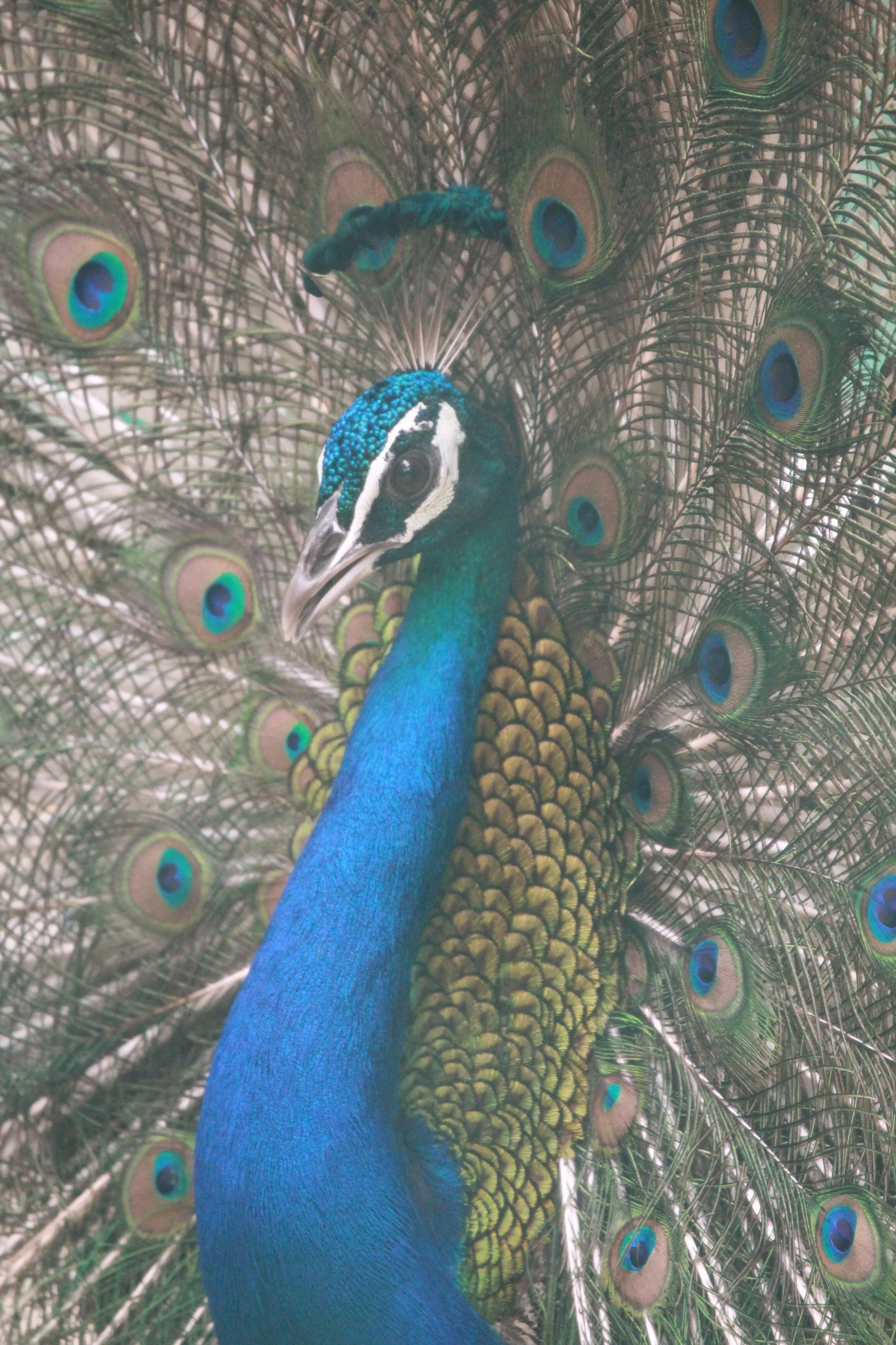 A peacock displaying its vibrant, colorful tail feathers.