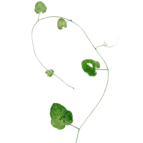 Naturopatía y salud natural online