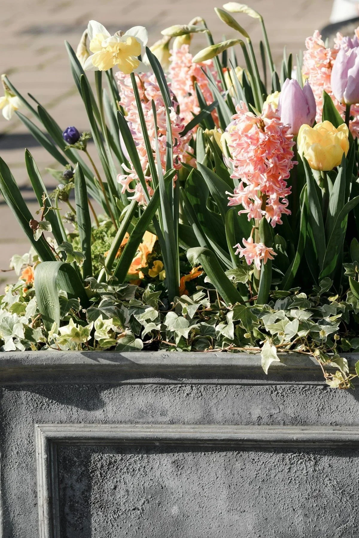 Flower planter with pink, yellow, and white flowers, green leaves, and ivy at the base, in front of a gray concrete wall. Wood street, Walthamstow, London.