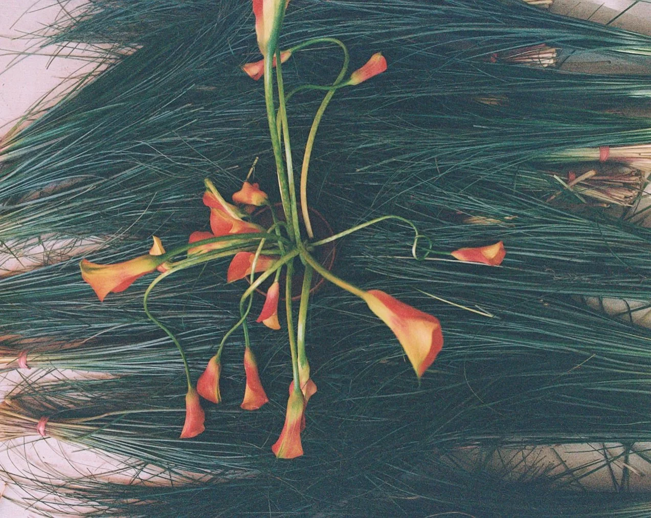 Callas on grasses on film 🧡🌿 photos by @kaleyfromkansas 
.
.
#thecottagerose | Kansas City wedding florist | destination wedding florist | modern flowers | calla lily wedding | grass trend