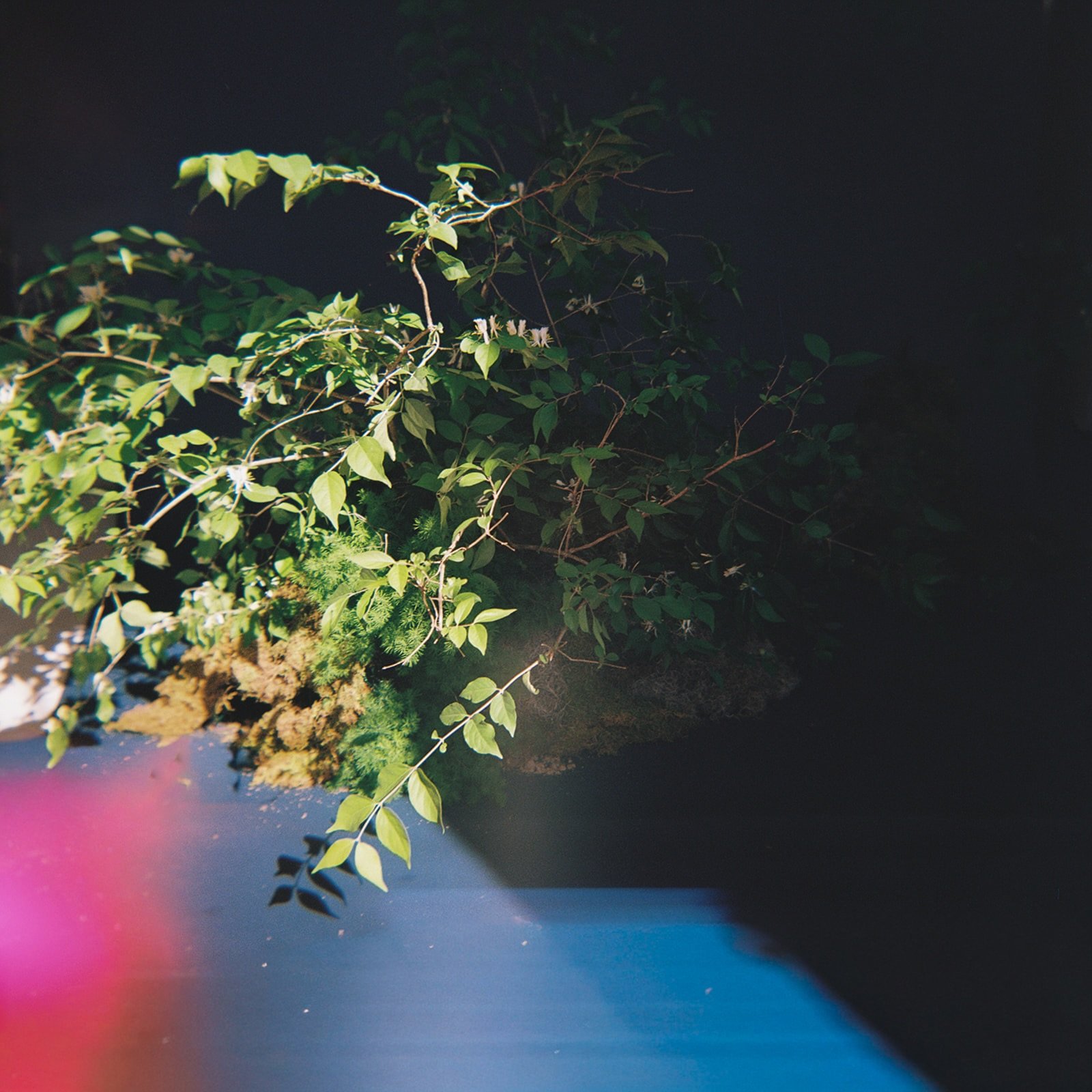 Oh you want to know a little more about The Cottage Rose?

More creative studio than traditional florist, we believe flowers are just the beginning. Through an editorial lens and a deeply conceptual approach, we create experiences that extend beyond 