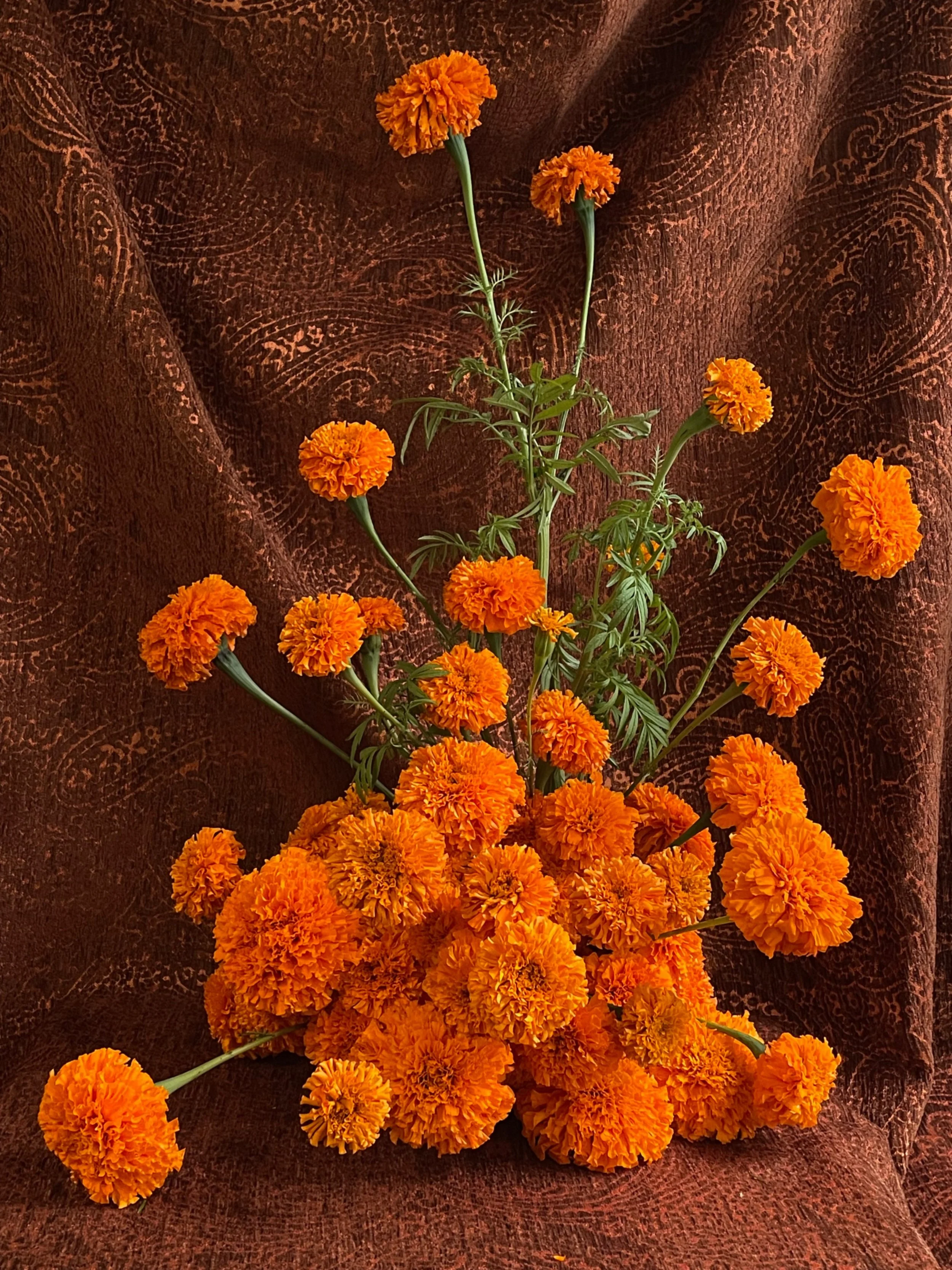 Marigold mound 🤎🧡

We love a monochromatic piece with all one flower type. It lets the texture of the flower shine and the color pop. 

What flower should I make a sculptural mound out of next?! #thecottagerose
.
.
Kansas City wedding florist | des