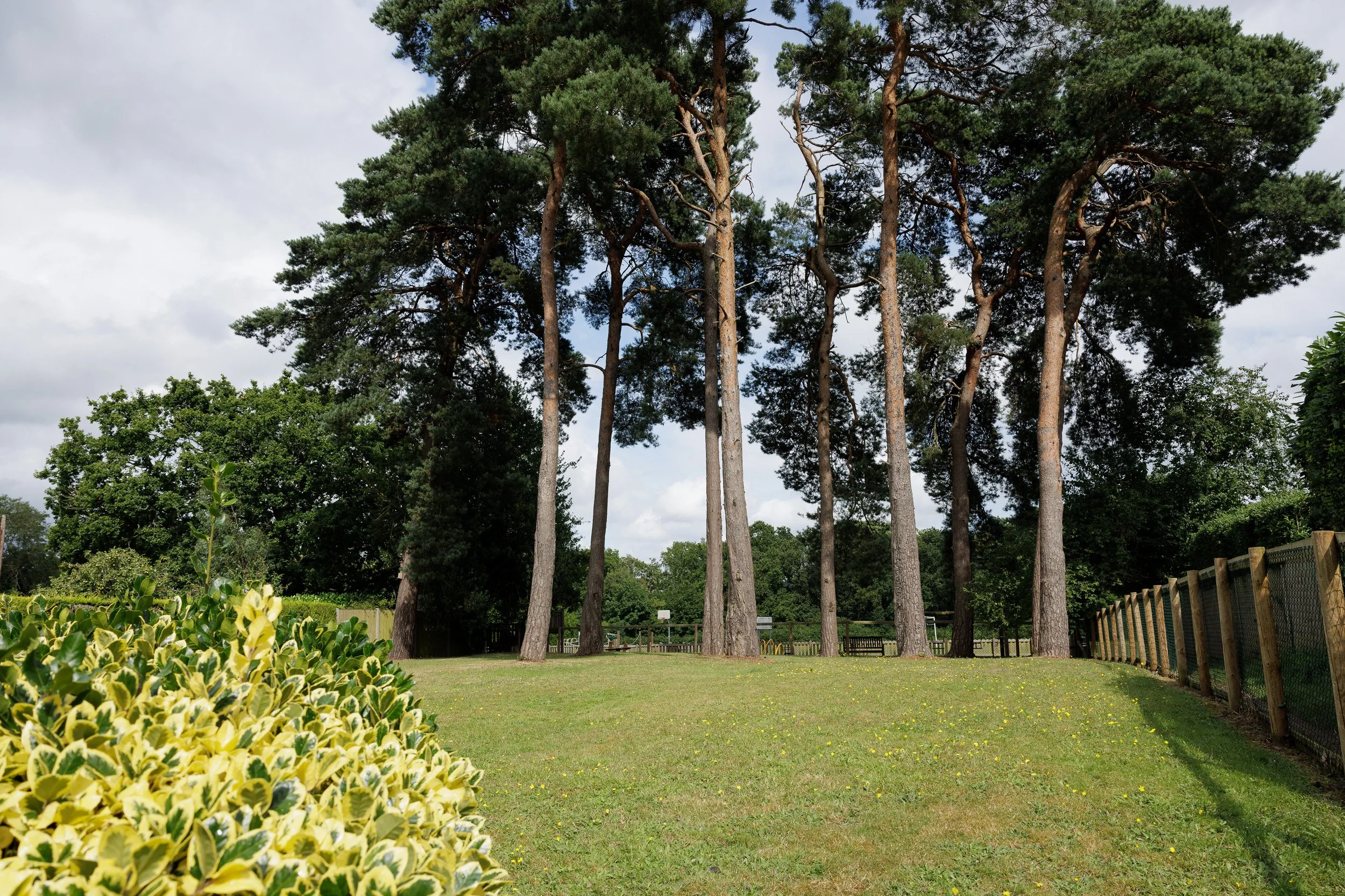 A grassy park area with large pine trees, a wooden fence on the right, and bushes with variegated green and yellow leaves on the left. There are benches and a playground visible in the background under a partly cloudy sky.