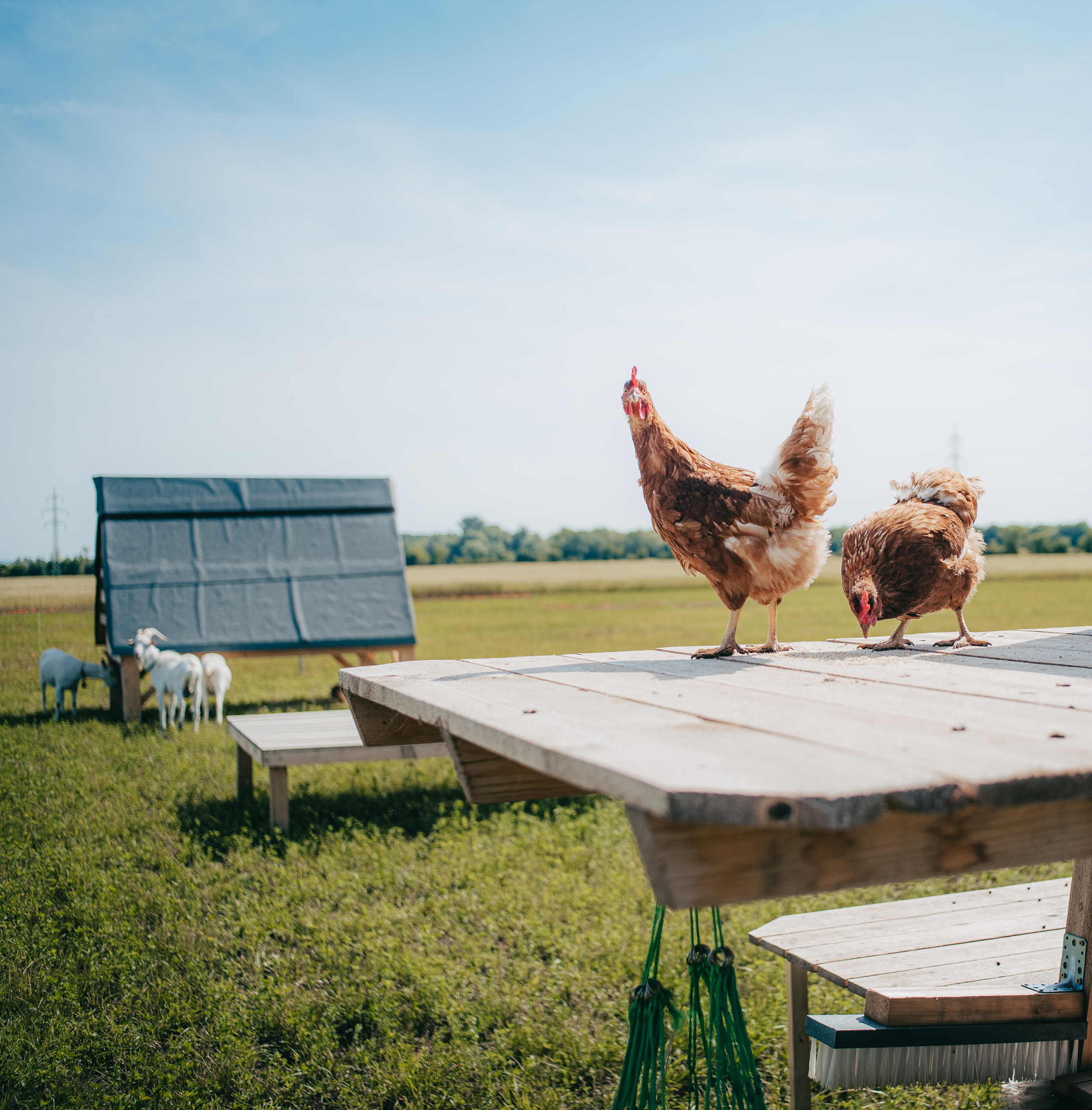 Three chickens on a wooden platform in a farm field.