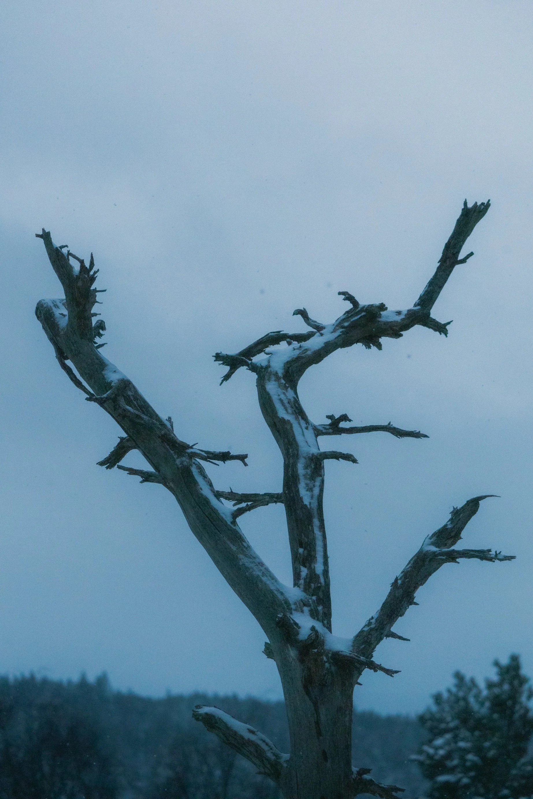 Tree in the Snowy Forest (edit (rescale)).jpg