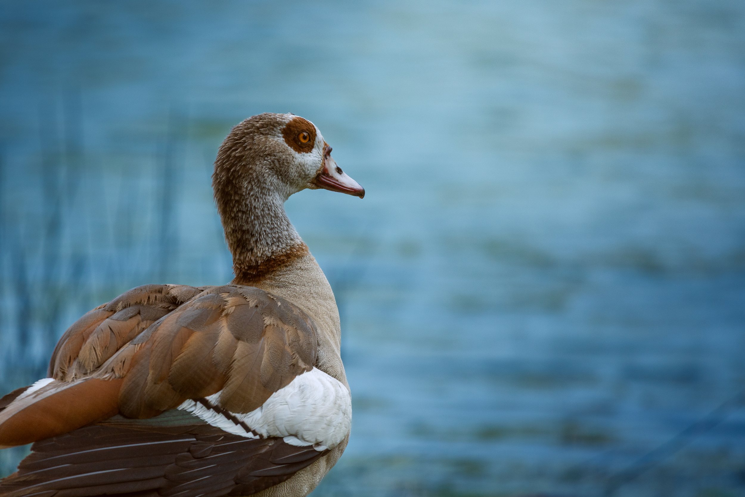 Brown Duck (edit).jpg