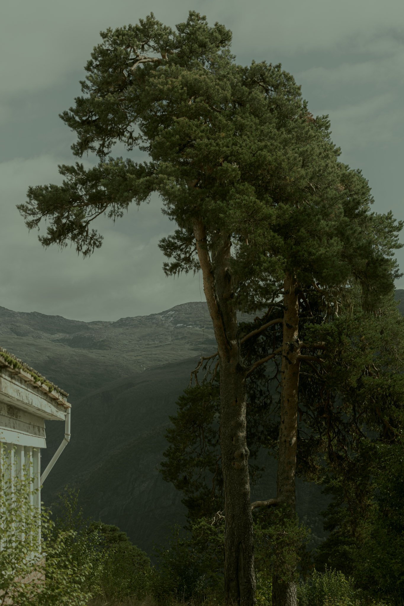 Tall trees with green foliage in front of a mountain range, cloudy sky, part of a white house with a roof and railing visible in the lower left corner.