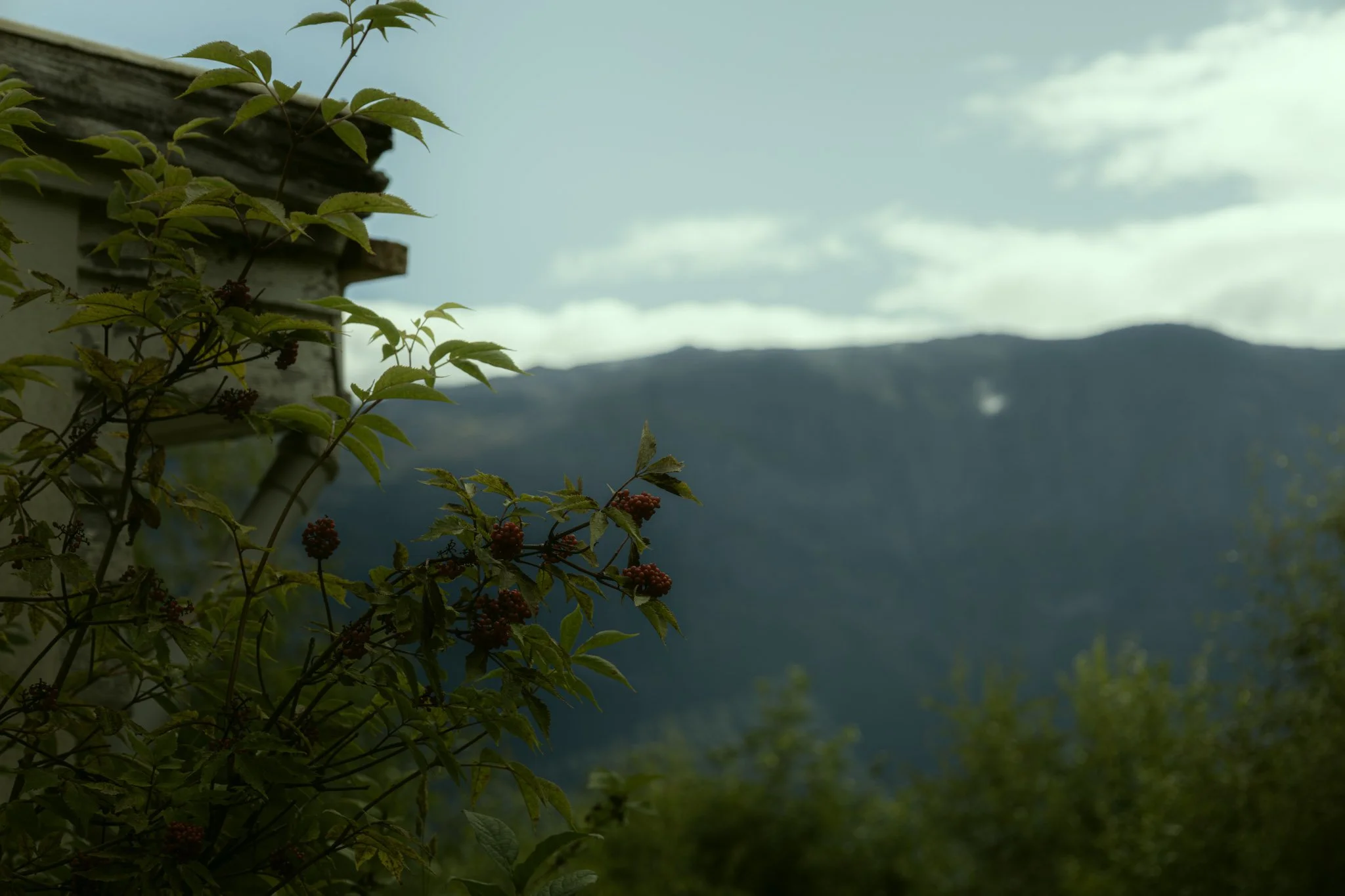 Growing blackberry plant with ripe blackberries in front of a mountainous landscape and cloudy sky.