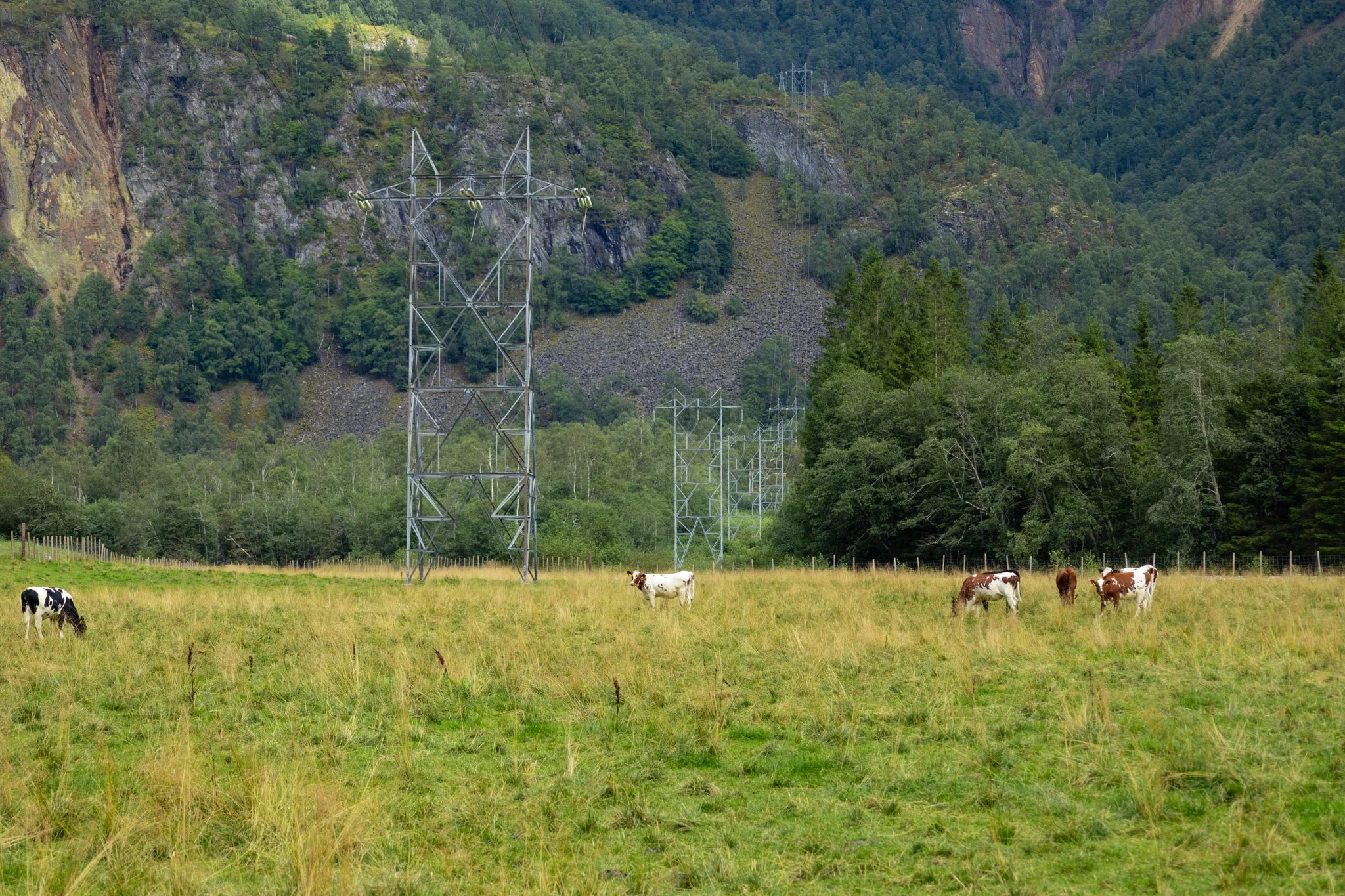 A green field with grazing cows, electrical transmission towers, and a mountainous background covered with trees.