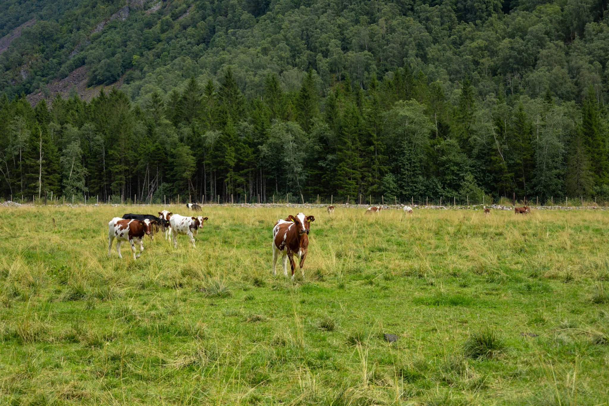 A grassy field with a herd of cows, green forest, and a mountain in the background.