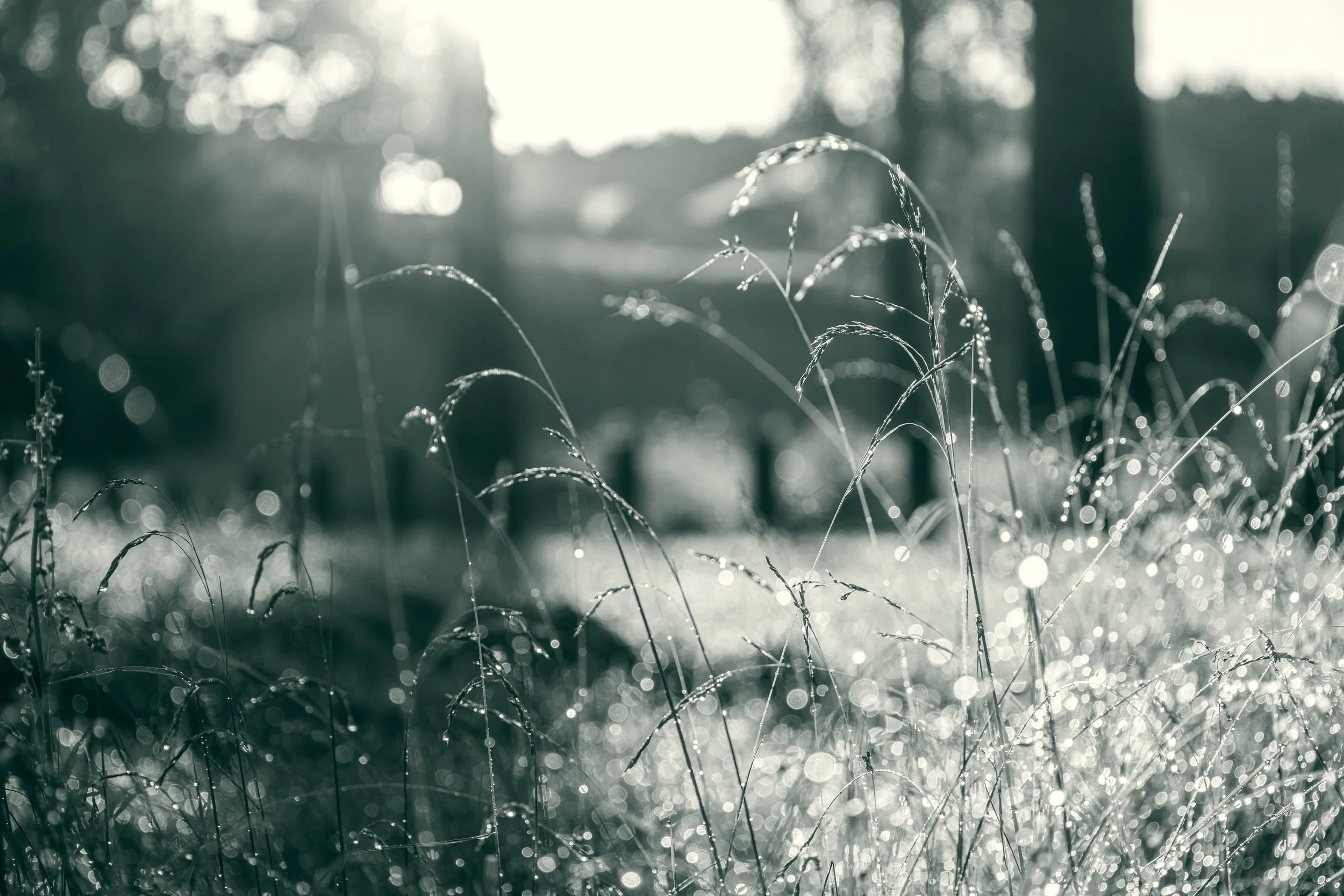 Close-up of grass blades with water droplets, backlit by the sunlight, creating a bokeh effect in the background.