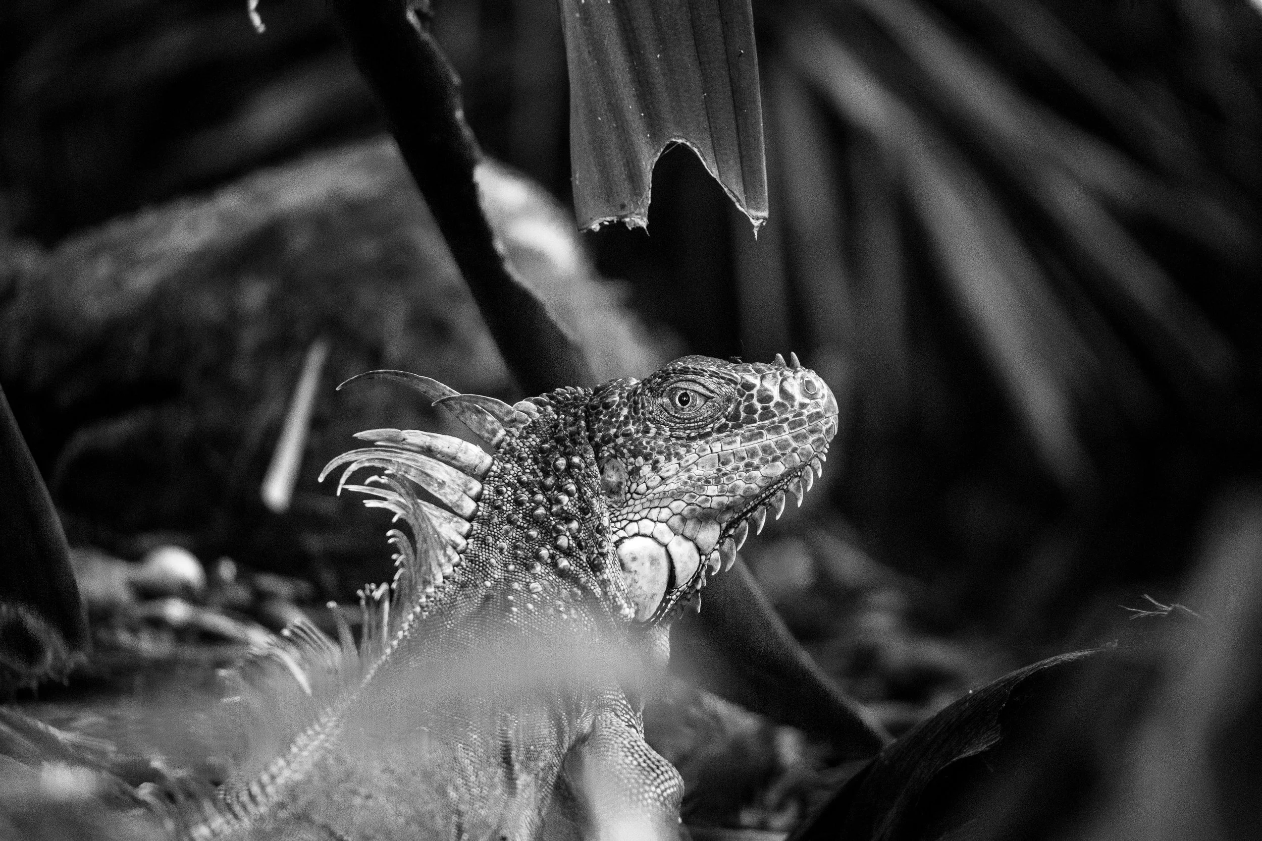 A close-up black and white photo of an iguana with textured skin, with its head turned to the side, surrounded by dense plants and leaves.