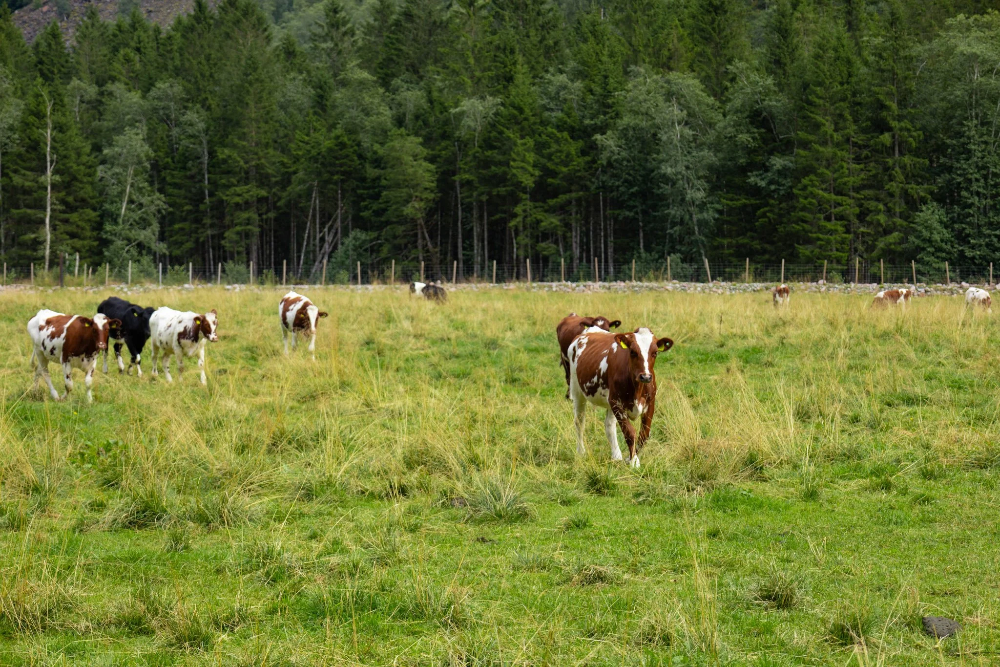 Cows grazing in a green field with a forested area and trees in the background.
