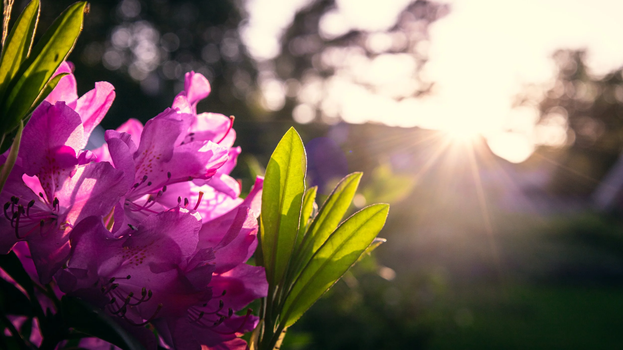 Close-up of pink rhododendron flowers with sunlight in the background.