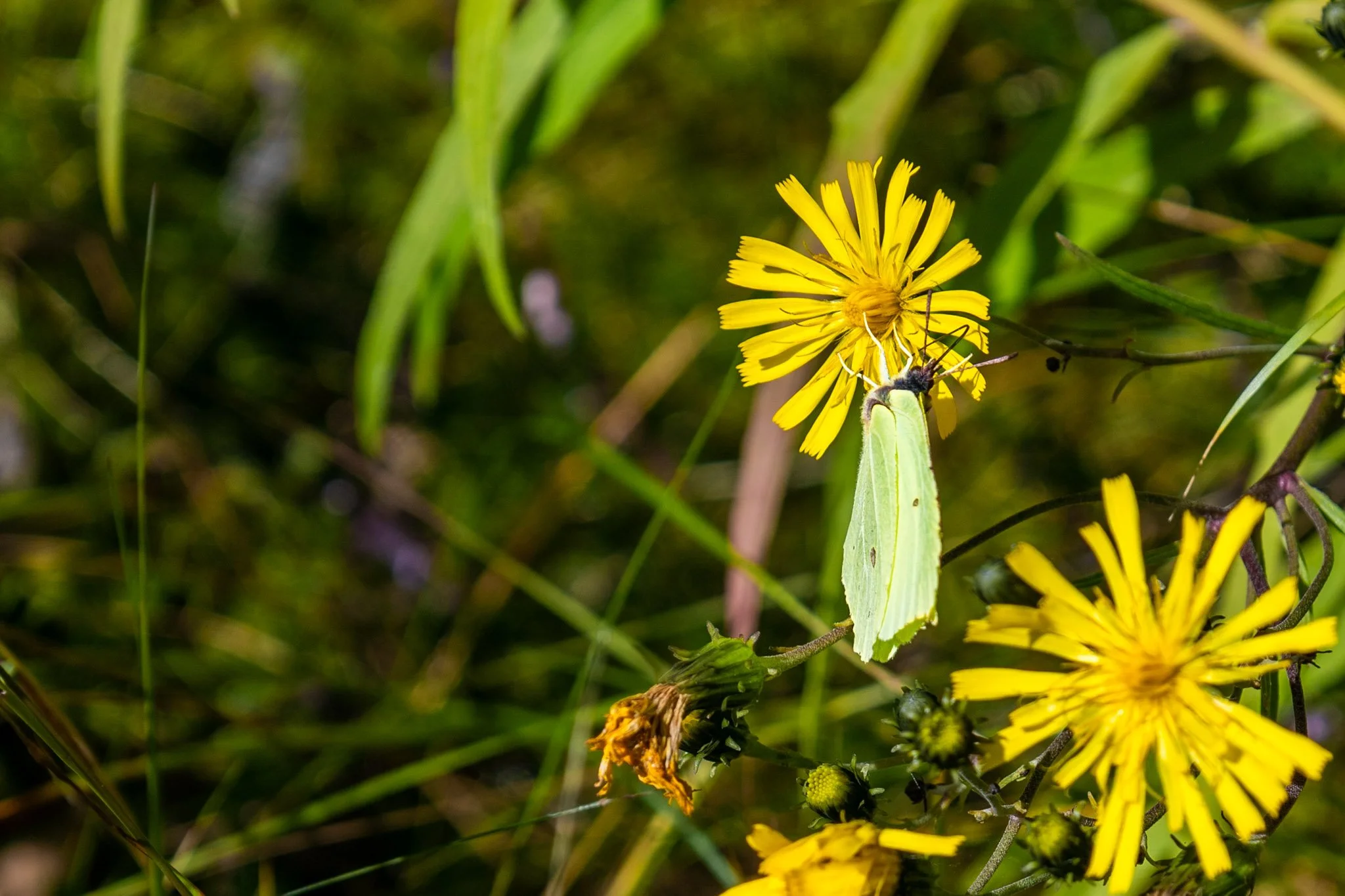 A yellow flower on a green plant with green grass in the background, with a green butterfly perched on the flower.