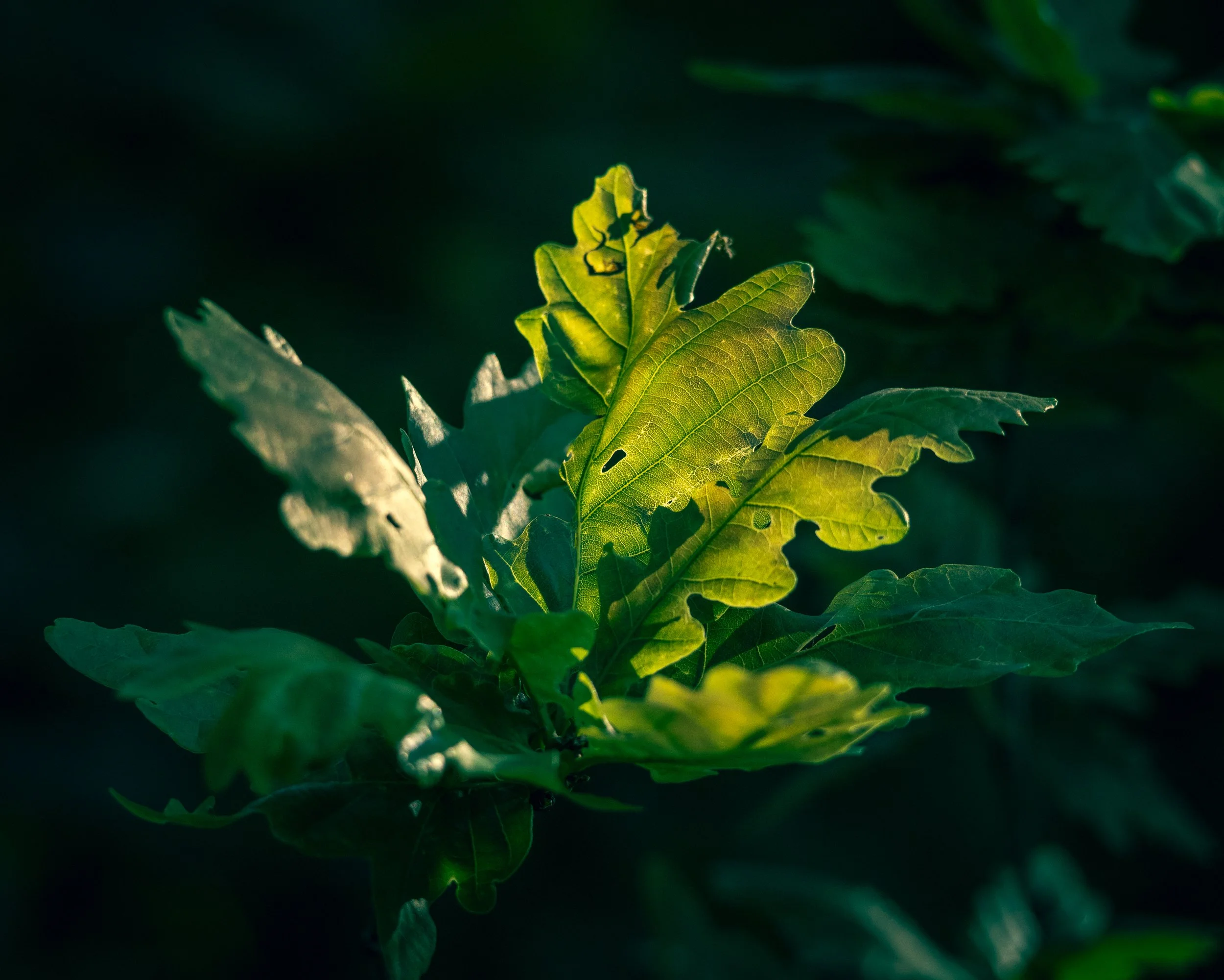 Close-up of green leaves illuminated by sunlight against a dark background.