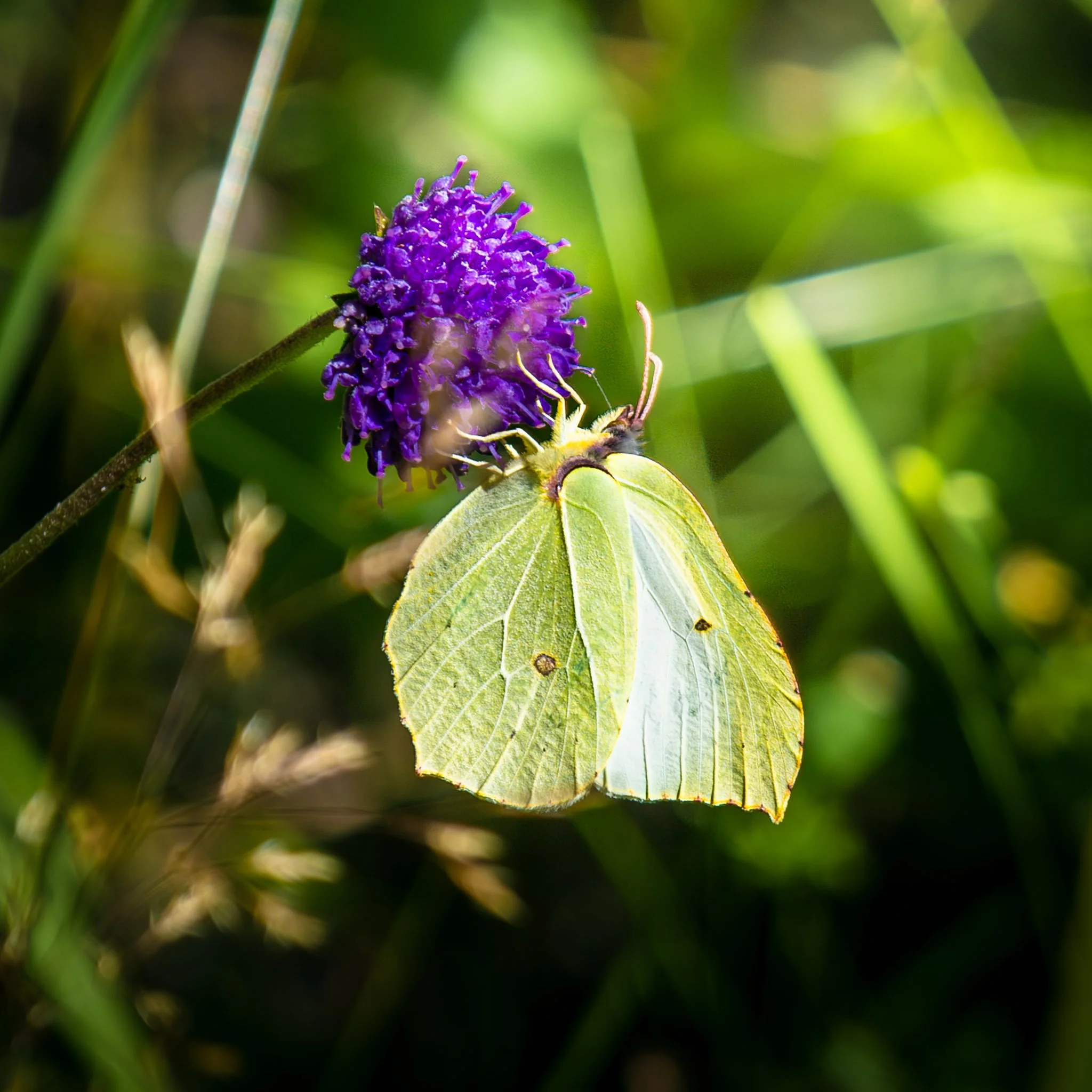 Close-up of a purple wildflower with green leaves and blurred green background.