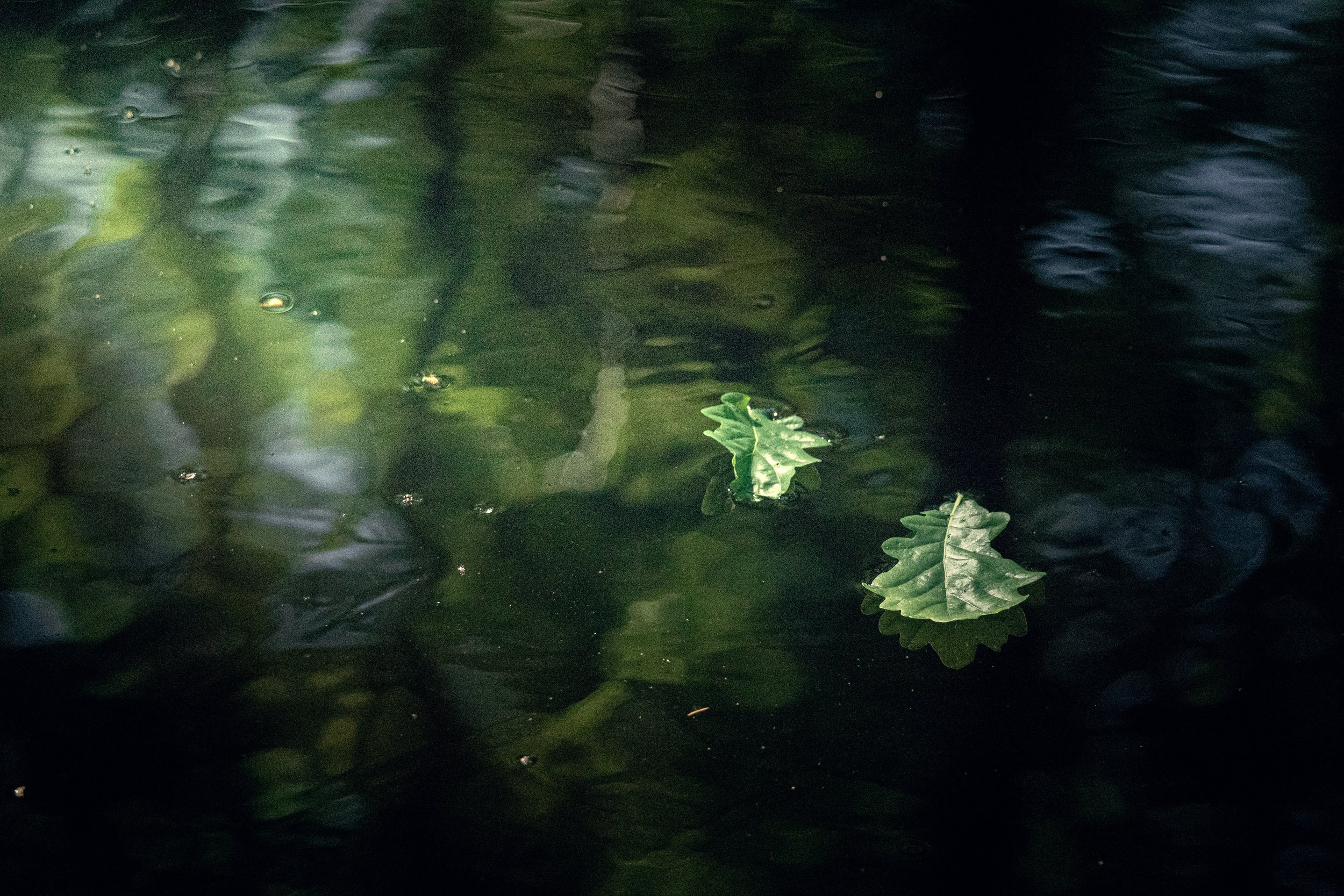 A dark, reflective body of water with a few green leaves floating on the surface.