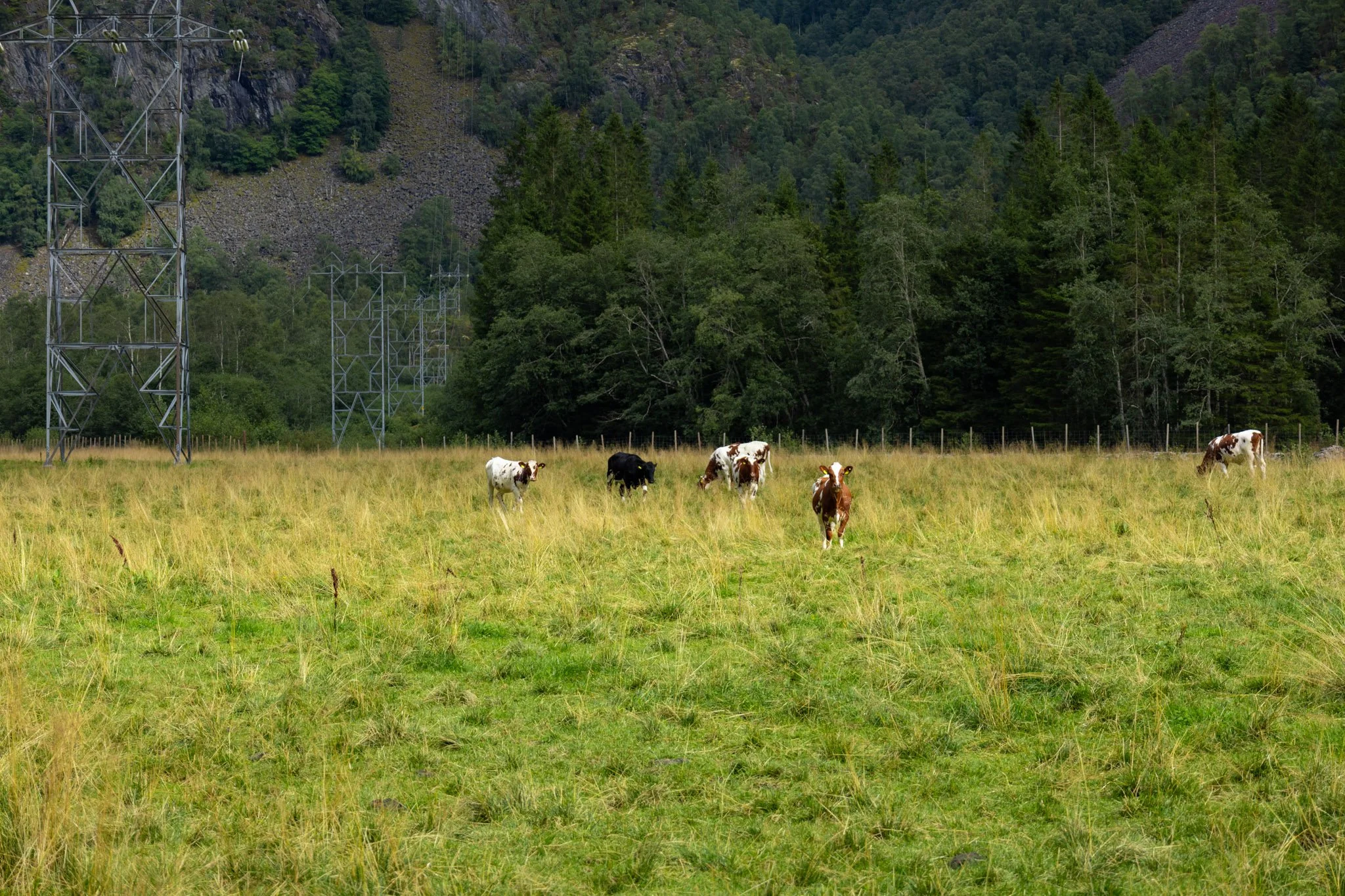 Cow pasture with six cows grazing, power lines crossing the field, and a forested hillside in the background.