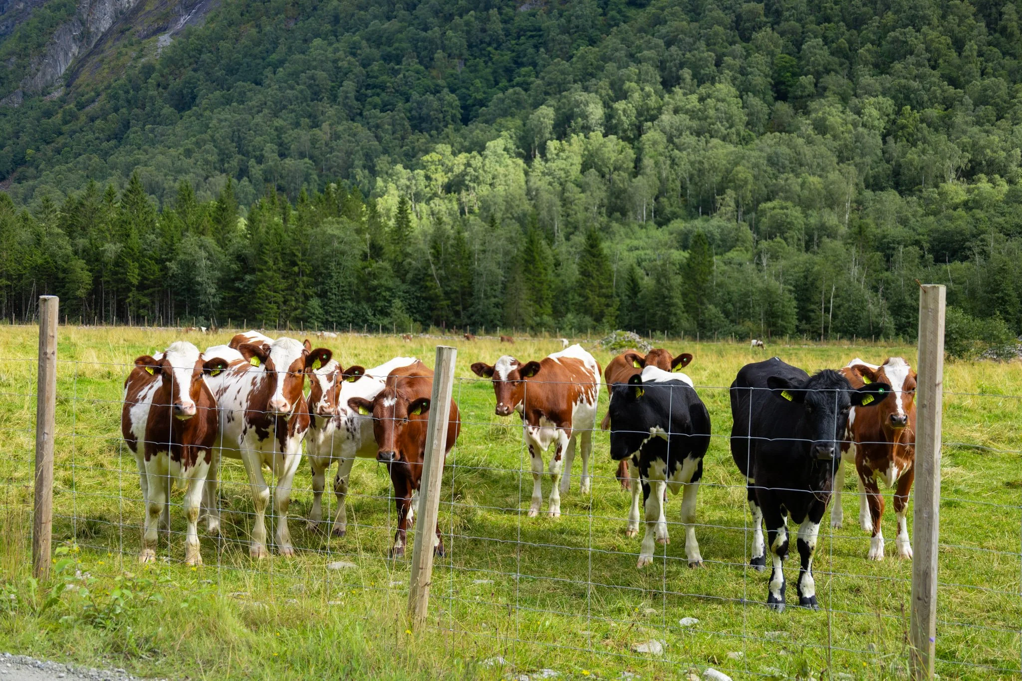 A group of cows standing behind a wire fence in a green field with a dense forest and mountain in the background.