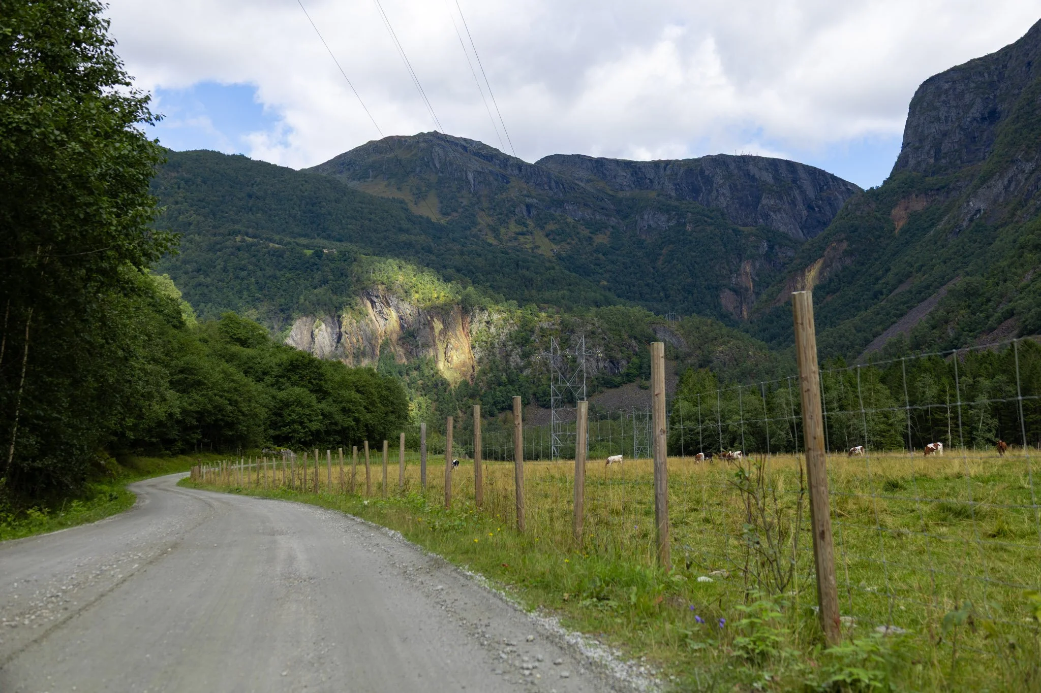 A rural scene with a gravel road curving through green fields enclosed by a wooden fence, with cows grazing and a backdrop of tall, green mountains under a partly cloudy sky.