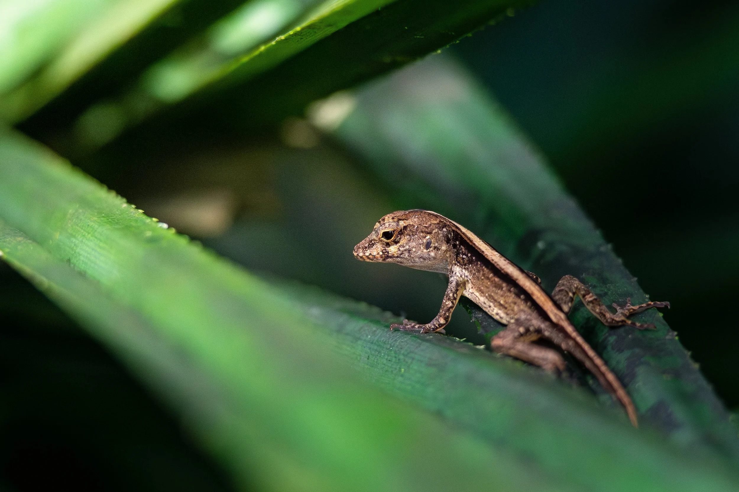 Close-up of a small brown lizard with black spots on green foliage.