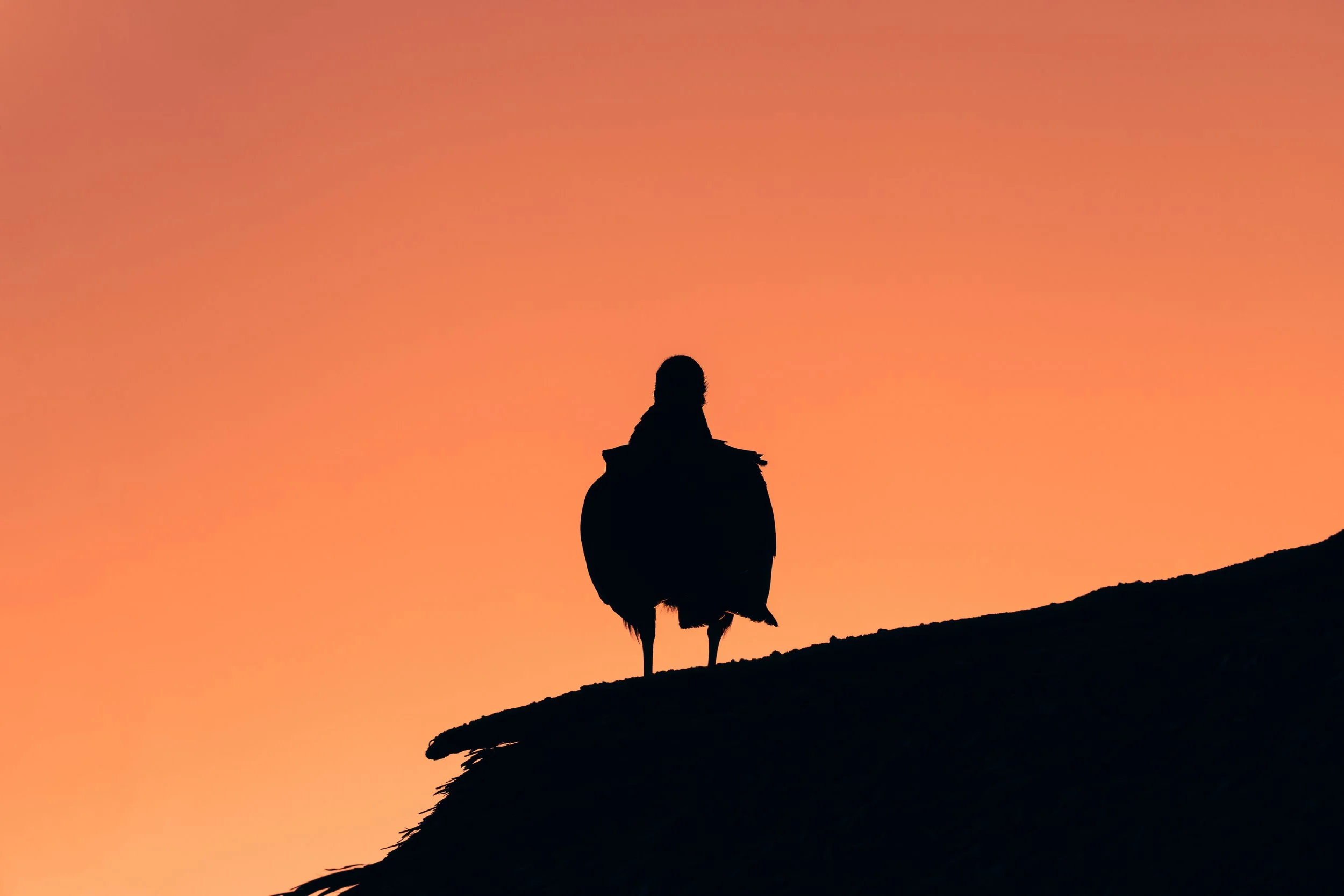Silhouette of a person riding a horse on a hillside during sunset with a colorful orange sky.
