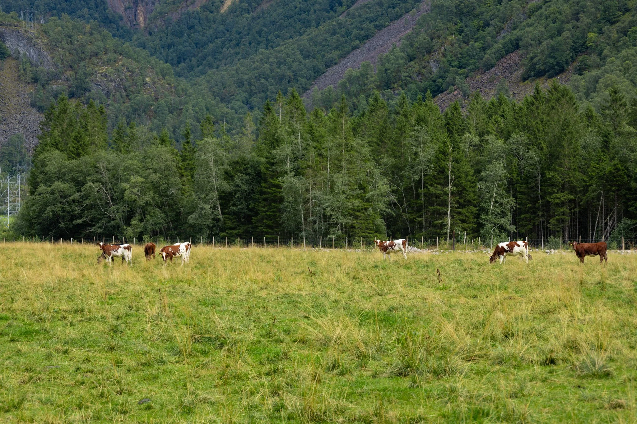 Cows grazing in a field with a dense forest and rocky hillside in the background.