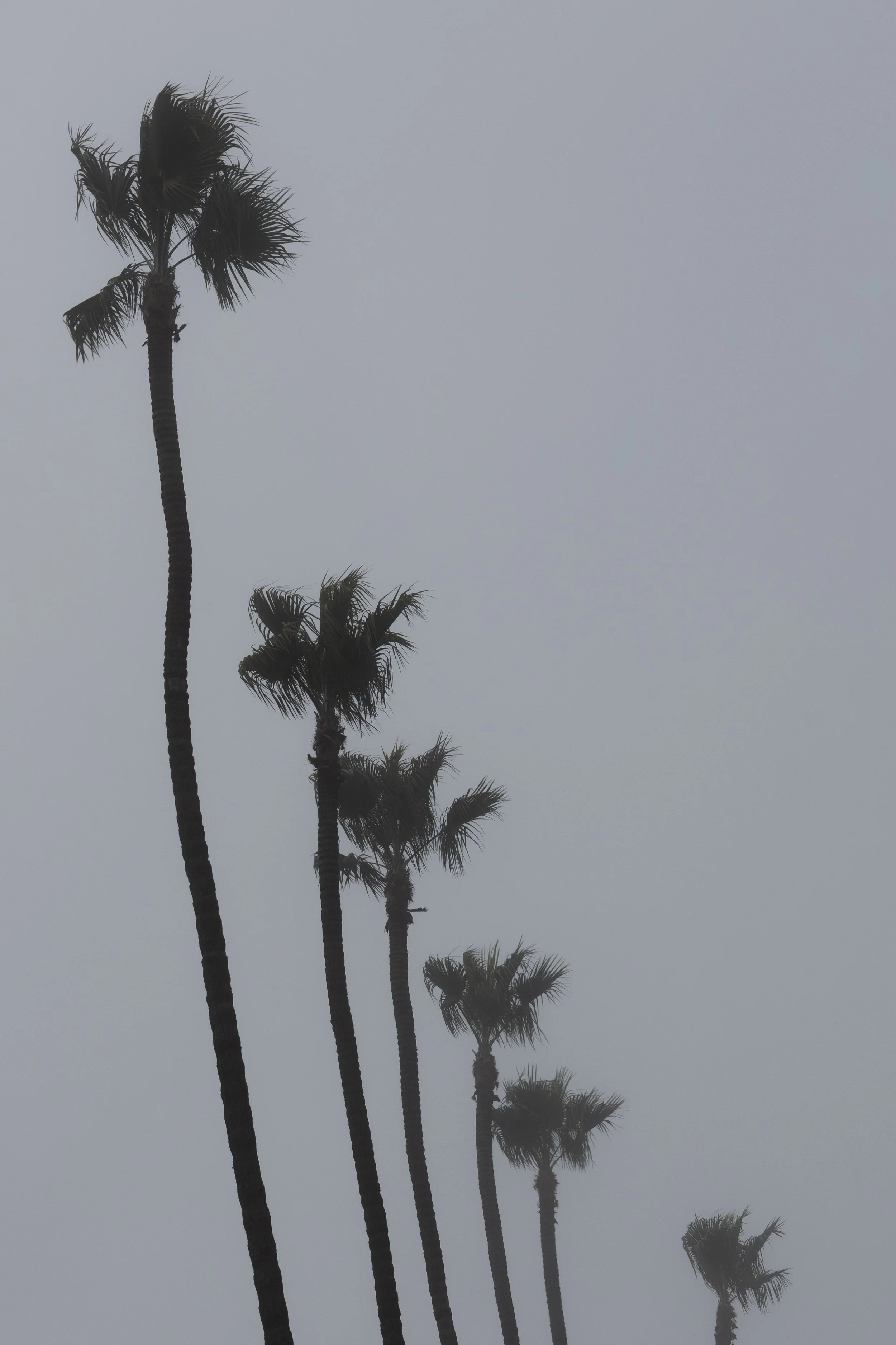 Silhouetted palm trees against a gray, cloudy sky.