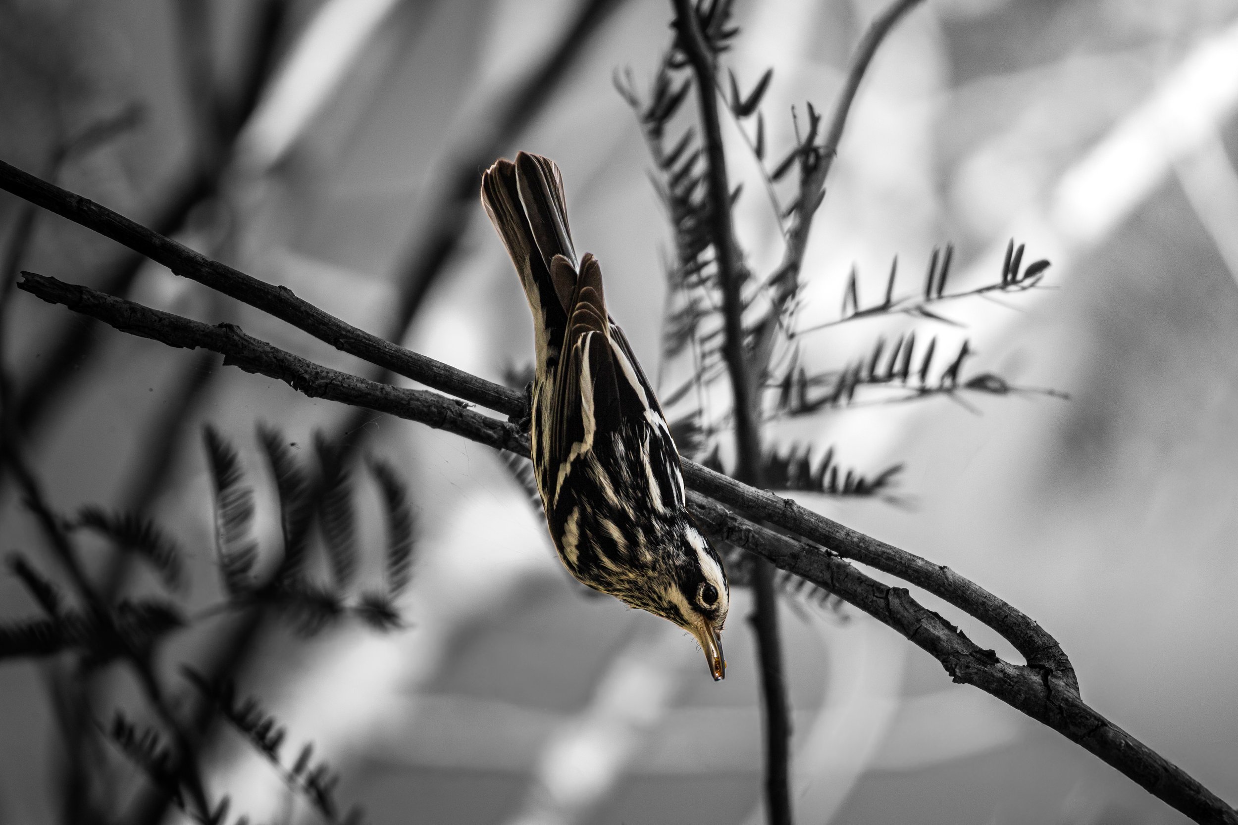 Close-up of a small bird with streaked brown and white plumage hanging upside down from a thin branch. The background is blurred with branches and leaves. The image is in black and white, highlighting the bird and branch.