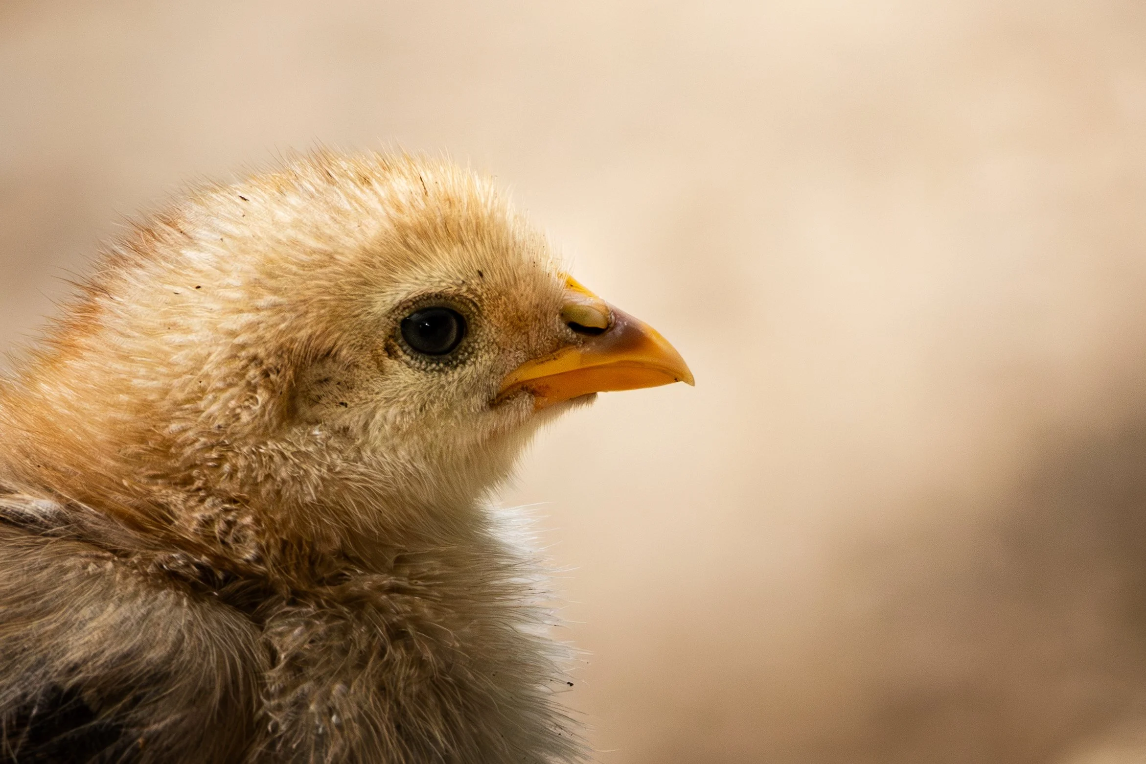 Close-up of a baby chick with fluffy yellow feathers, a yellow beak, one eye open, and the other eye winking against a plain, light-colored background.