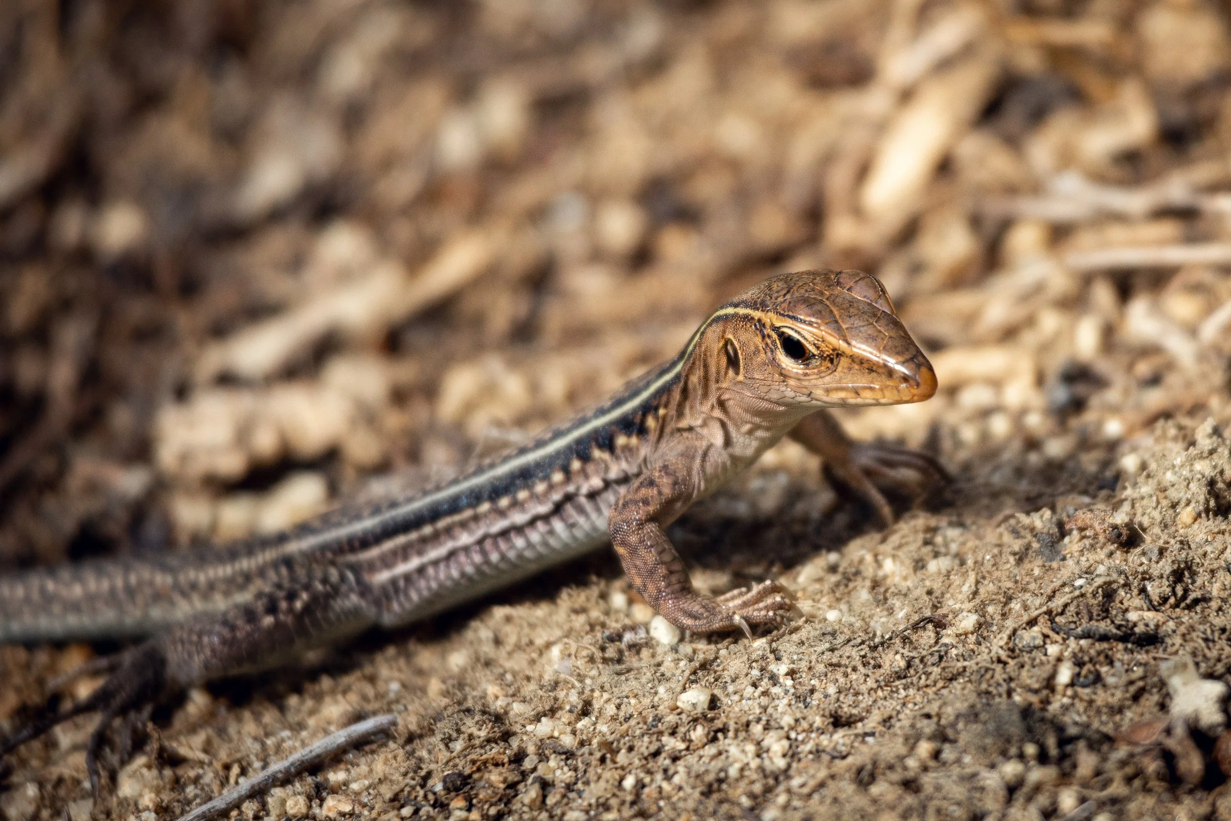 A close-up of a small lizard on sandy ground, with detailed scales and a long tail, background blurred sand and small rocks.