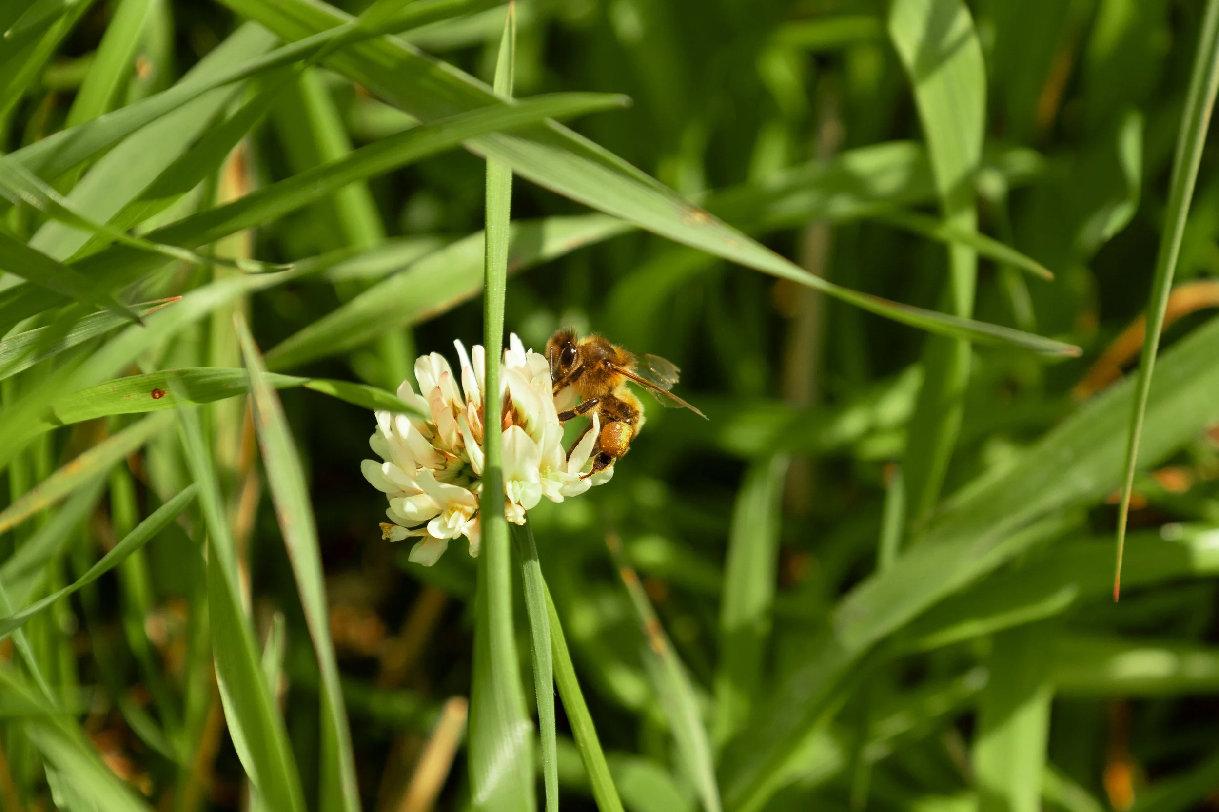 Bie på blomst (edit).jpg