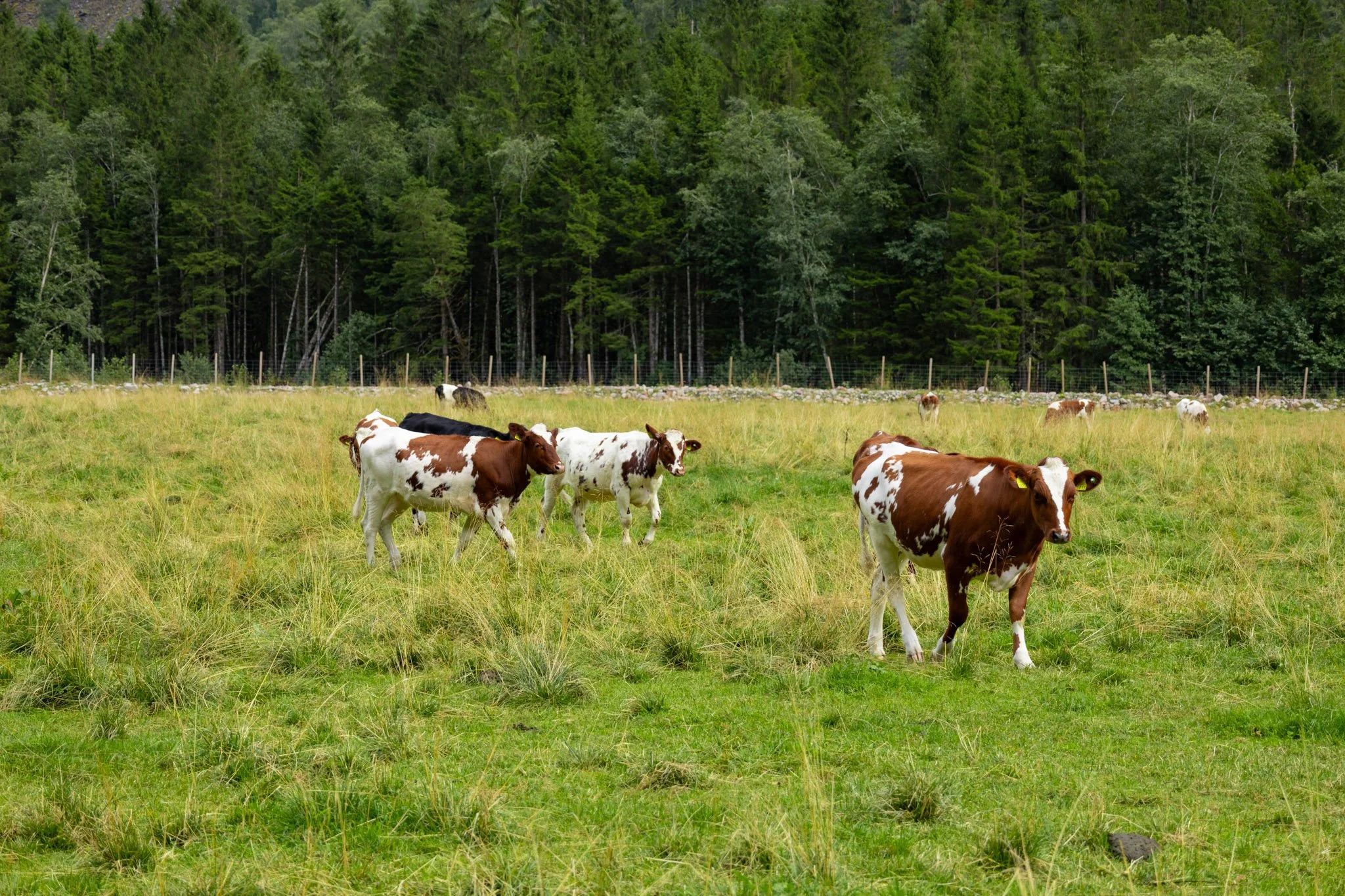 A herd of cows grazing in a lush green field with a dense forest of tall trees in the background.
