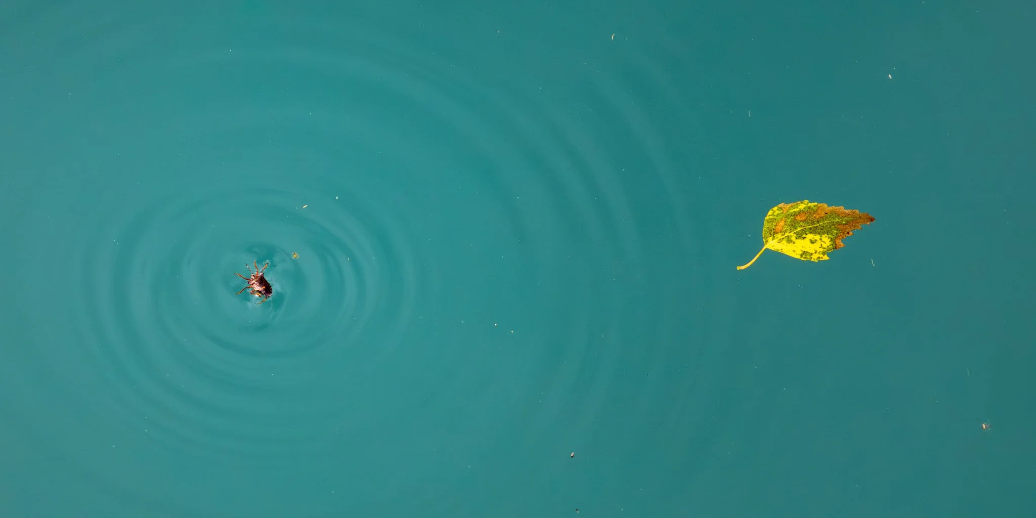 A close-up of a leaf floating on water with a bug swimming nearby, and ripples in the water