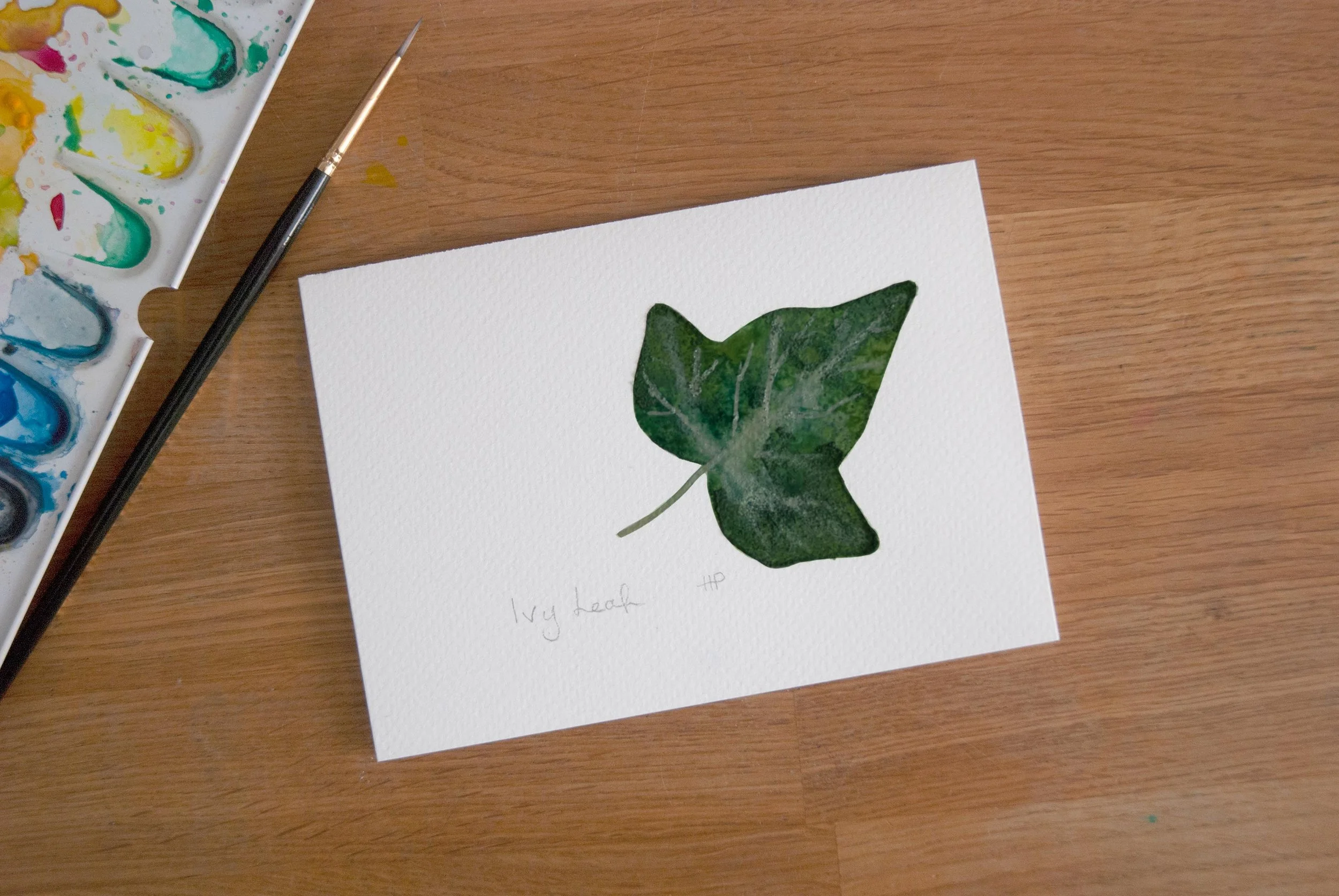 ivy2_DSC_0009-v2.jpg