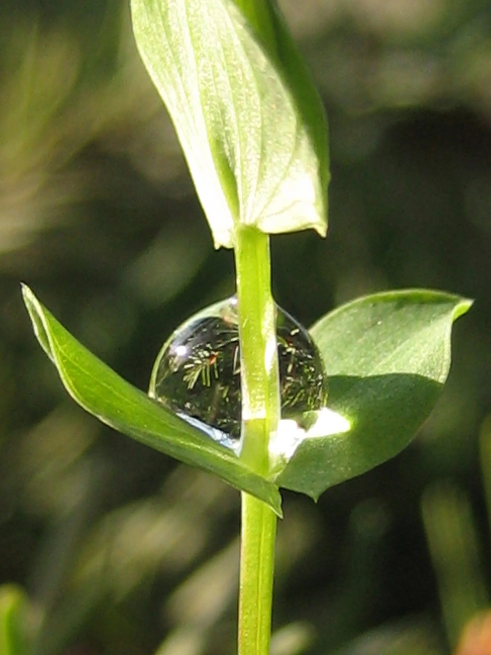 "Pretty little clover drop you stand with arms unfurled. Yu may be just three inches tall, but your shoulders hold the world"