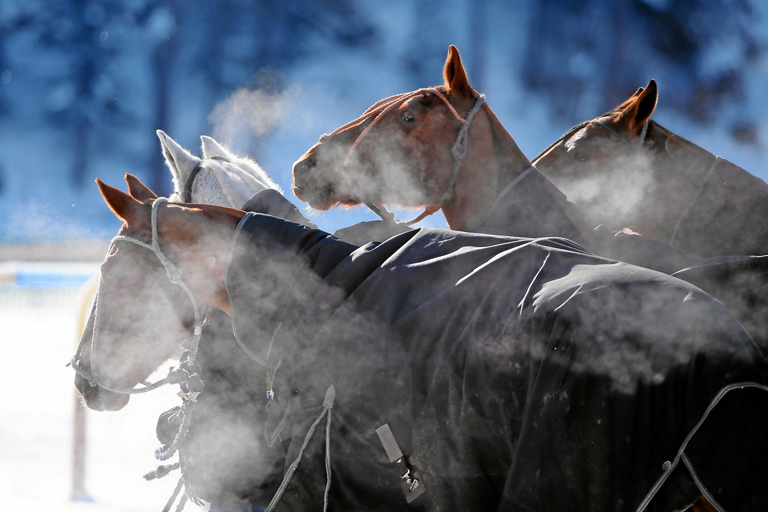 Polo on Snow St. Moritz. Dampfende Ponys machen Pause