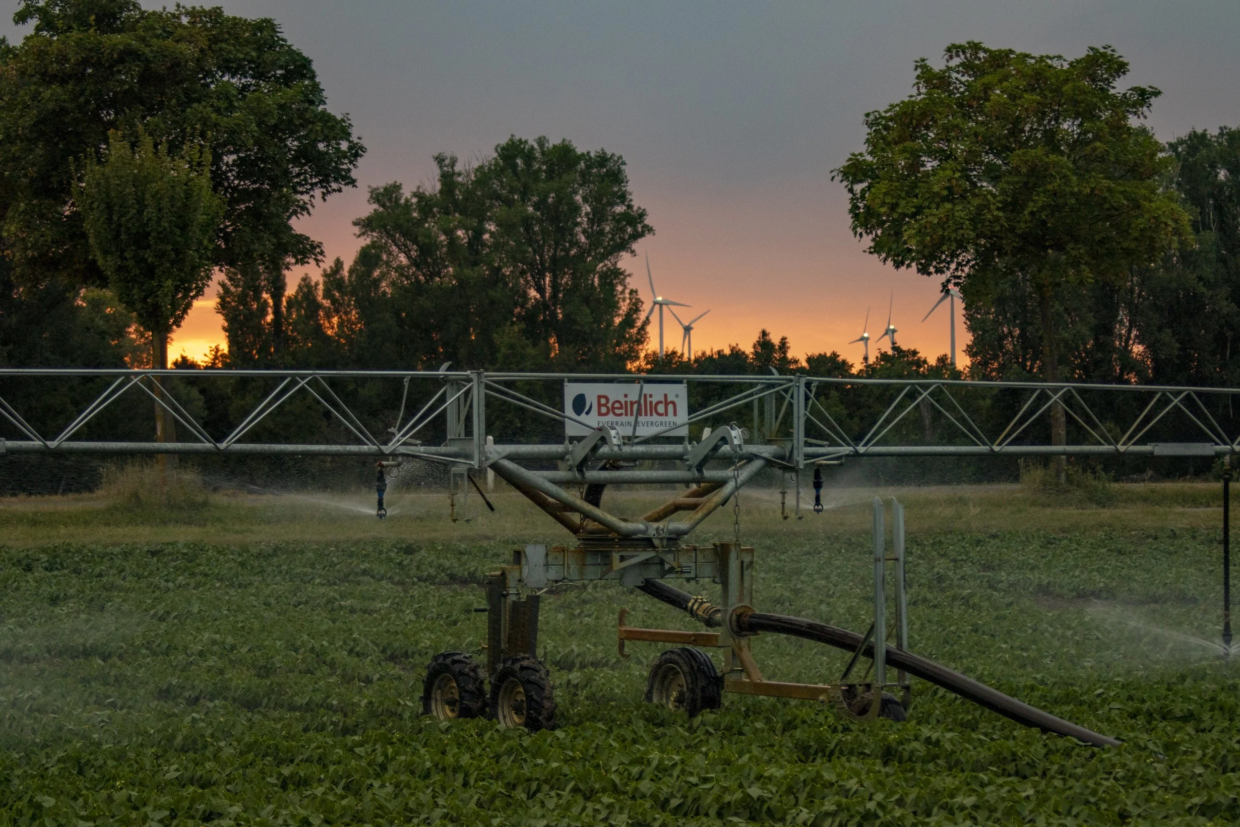 Farm sprinkler system watering green crops in a field during sunset, with trees and wind turbines in the background.
