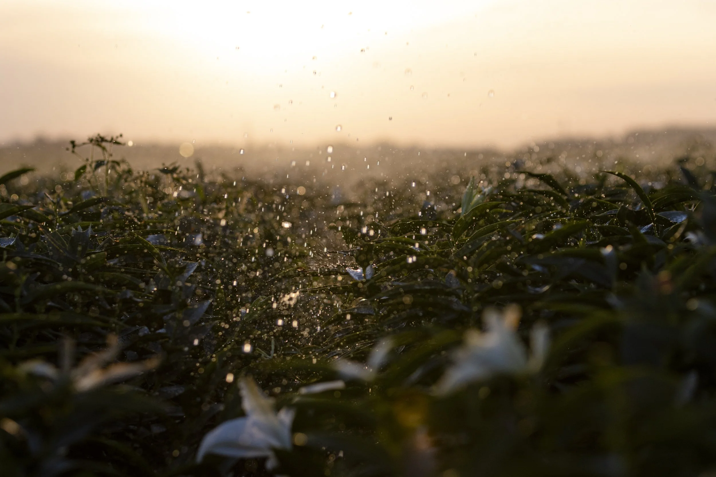 Close-up of water droplets falling on green plants during sunset or sunrise