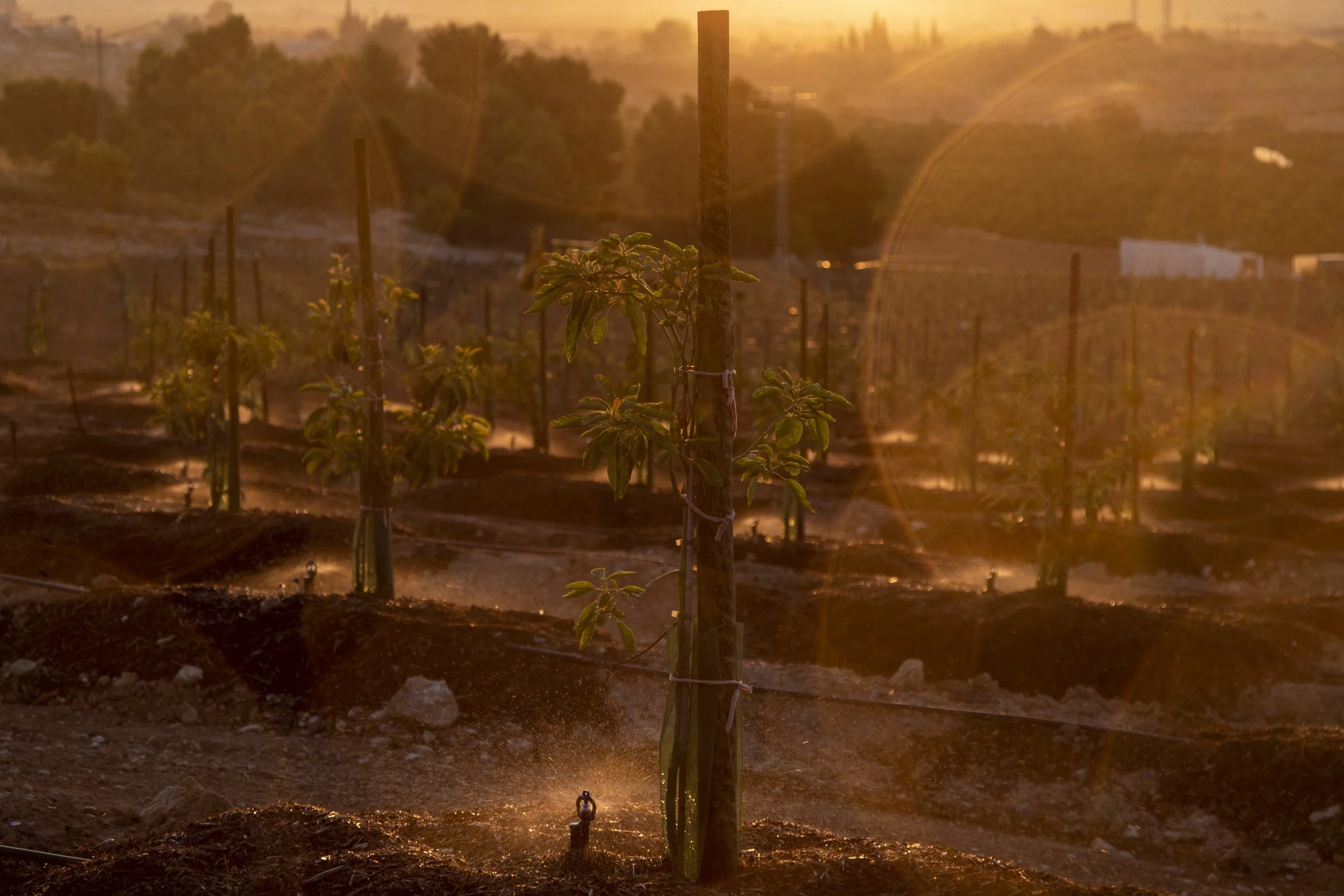 Young plants growing in a vineyard or farm during sunset, with irrigation sprinklers watering the soil.