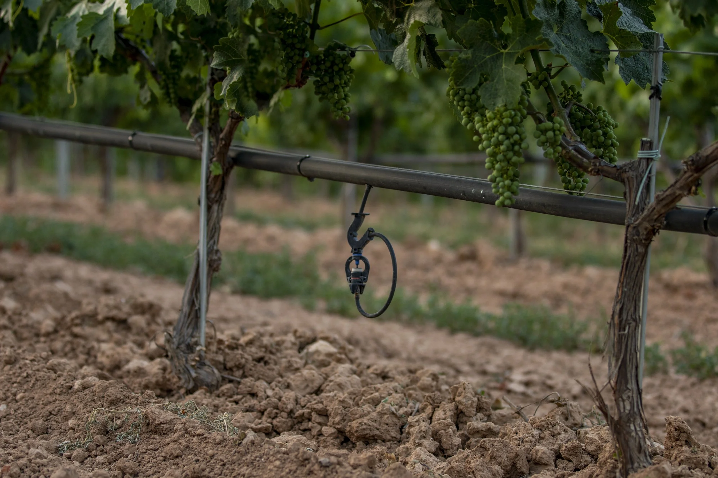 Vineyard with grapevines, irrigation system, green grape clusters, and soil ground.