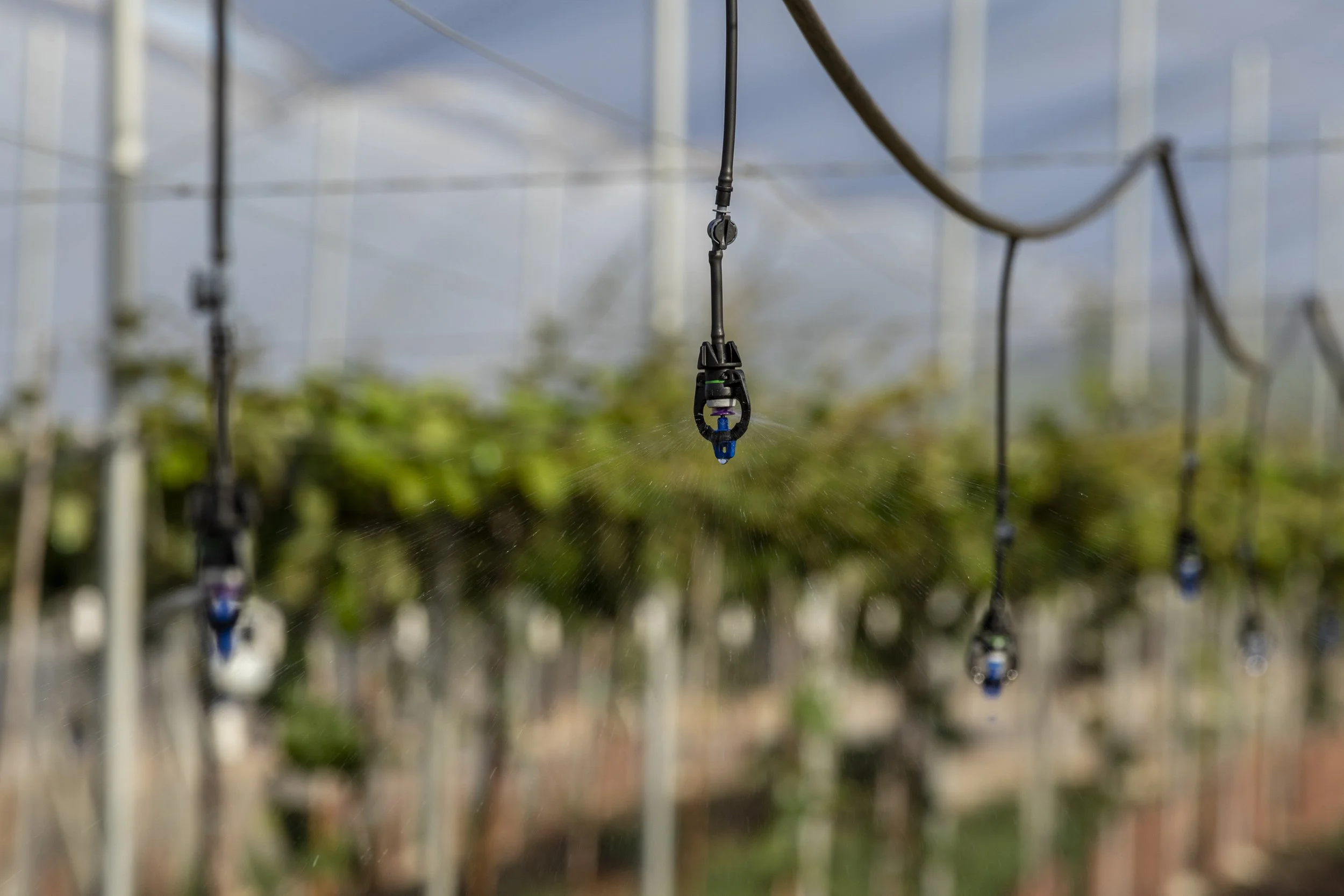 Close-up of an automatic garden irrigation sprinkler spraying water on plants growing under a trellis.