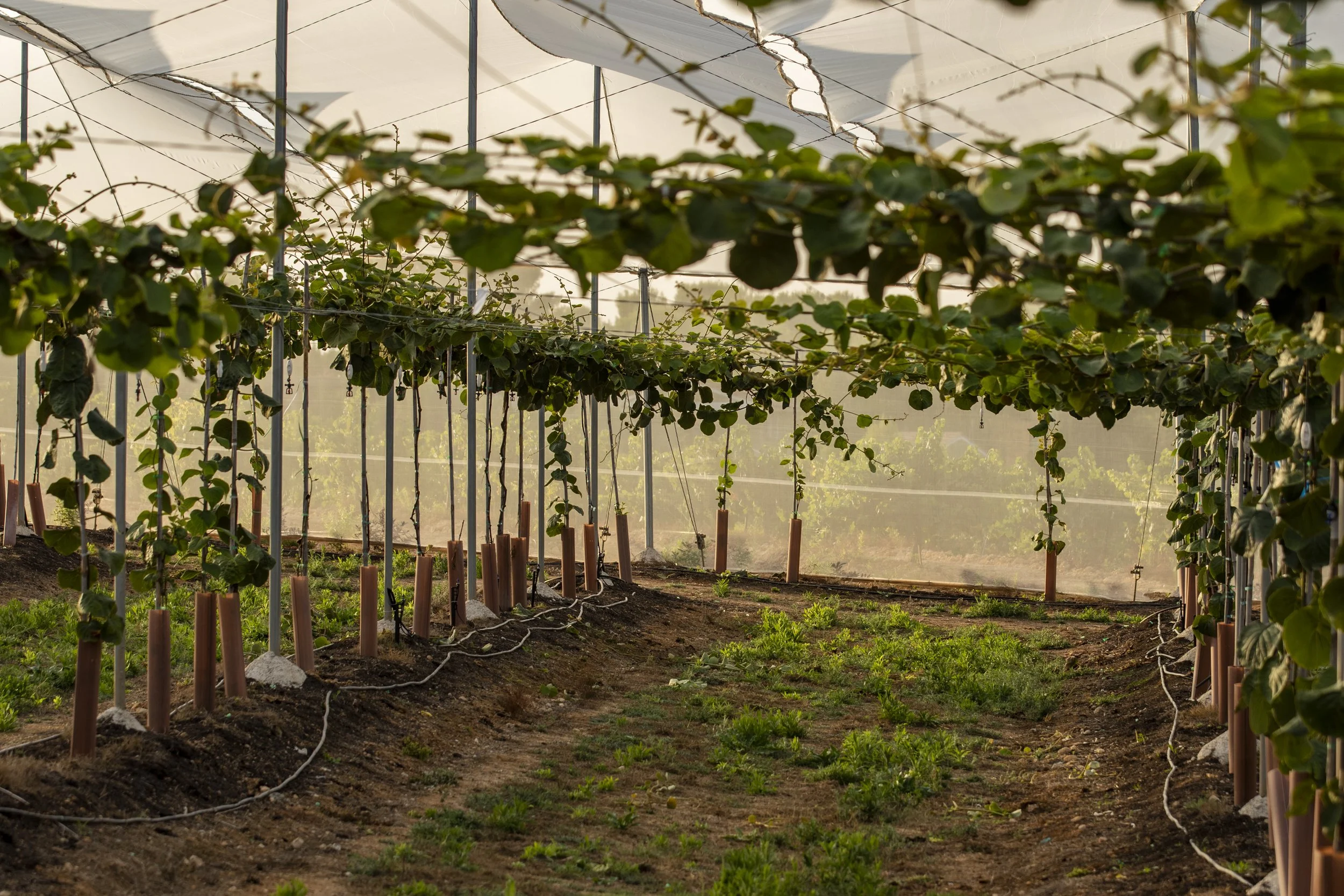 Inside a greenhouse with rows of green plants supported by strings and stakes, sunlight filtering through the plastic covering.