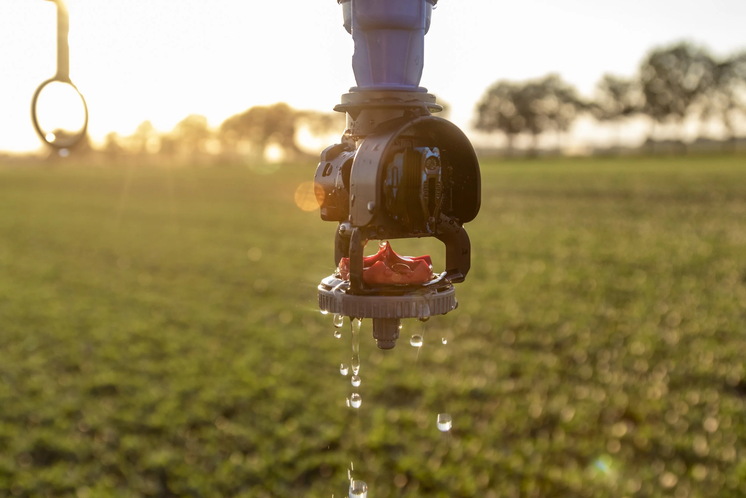 Close-up of a sprinkler head watering a field at sunset with water droplets falling, trees in the distant background.