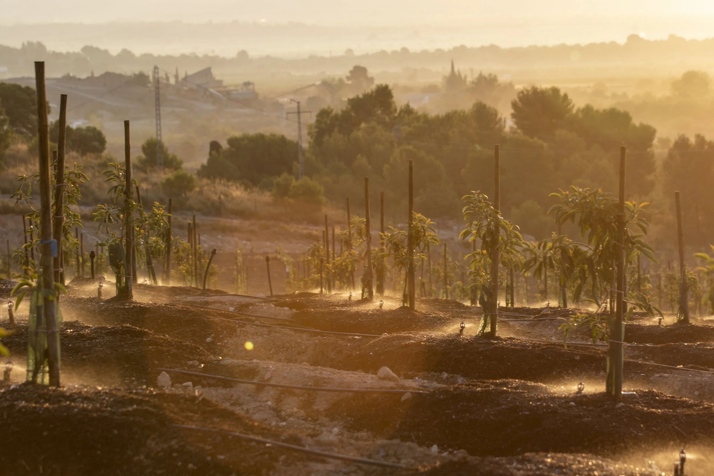Young plants growing in a farm field with irrigation sprinklers during sunrise or sunset.
