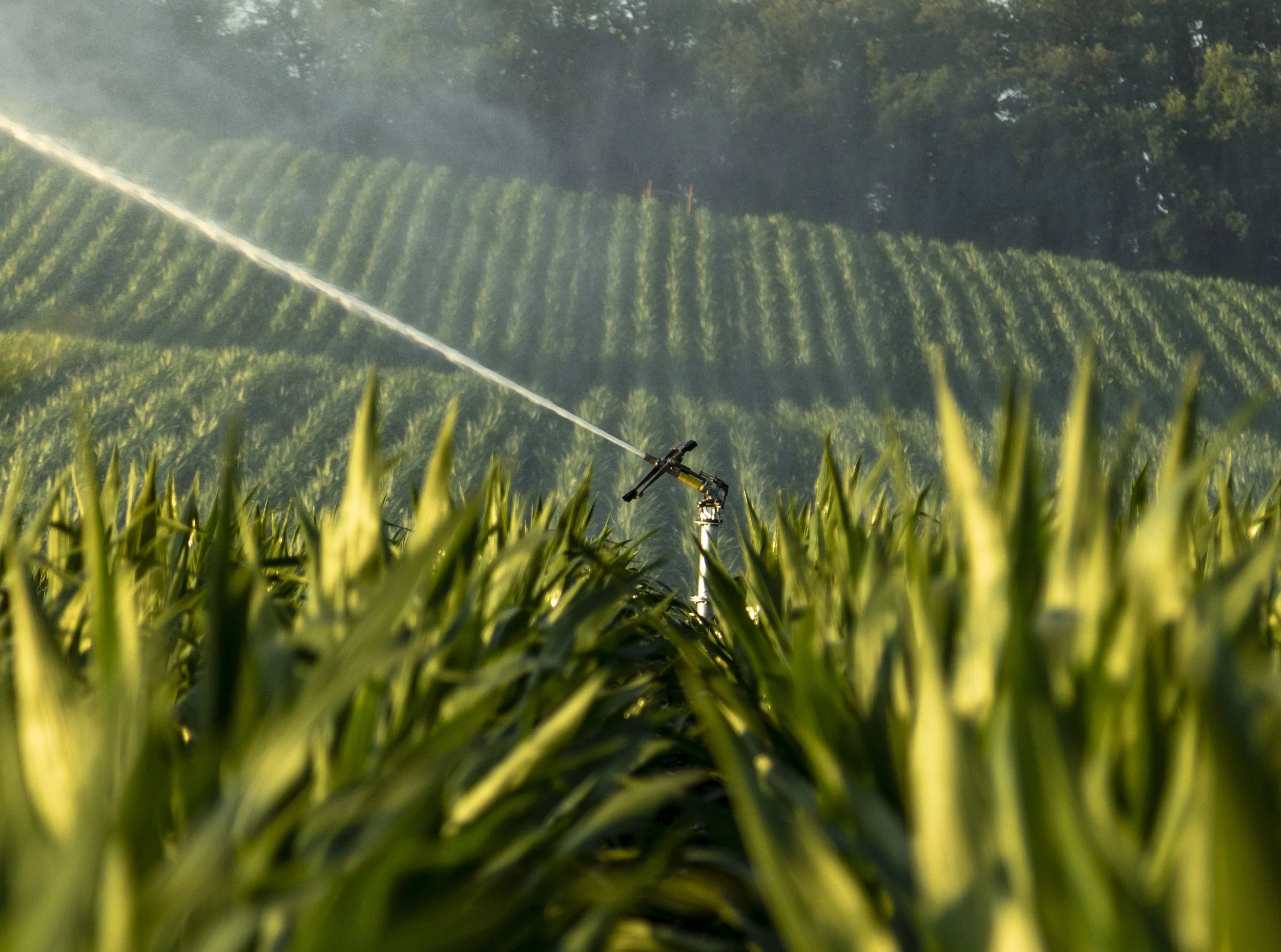 A sprinkler waters green crops in a field with hilly farmland and trees in the background.