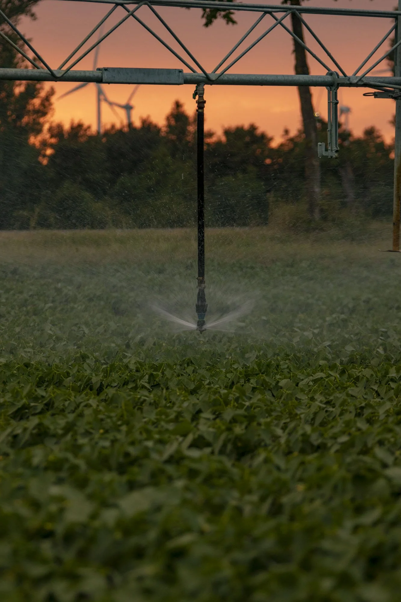 An irrigation sprinkler watering a green crop field at sunset with wind turbines in the background.