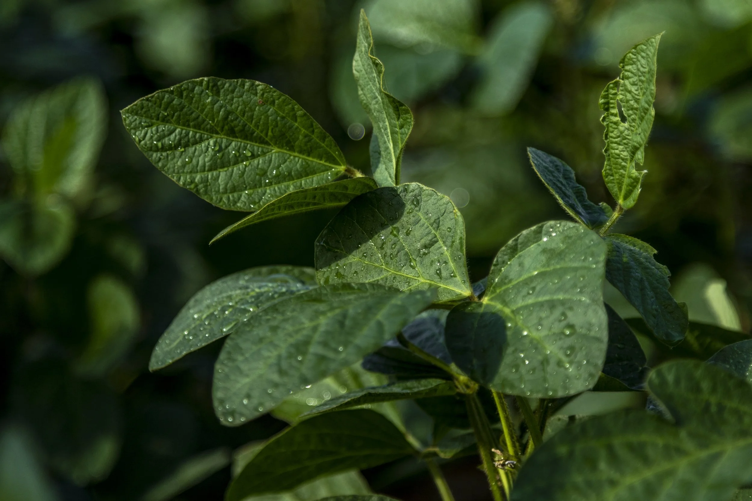 Close-up of green leaves with water droplets on a plant.