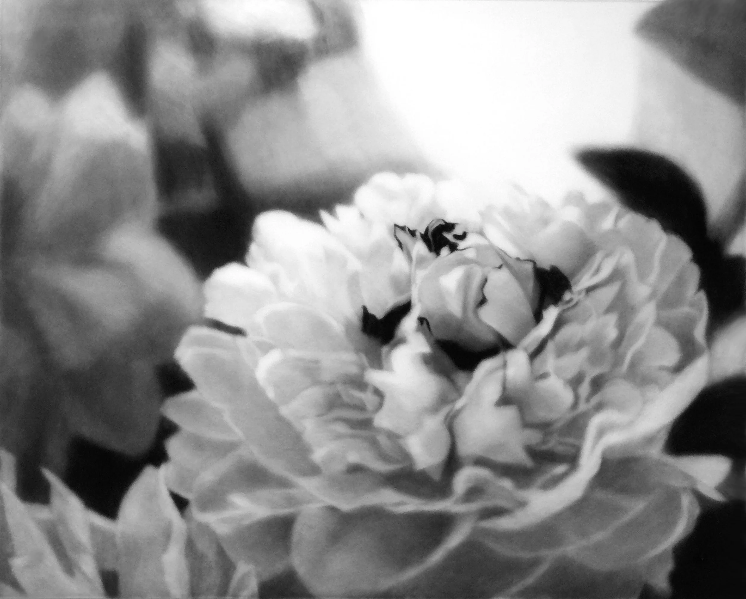 White Peony Fade, 2006, black India ink painted onto sanded plexiglass, 42.5” x 53”